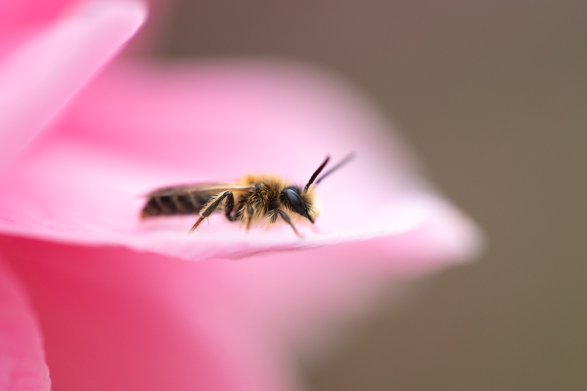 "Macro Bee" #4