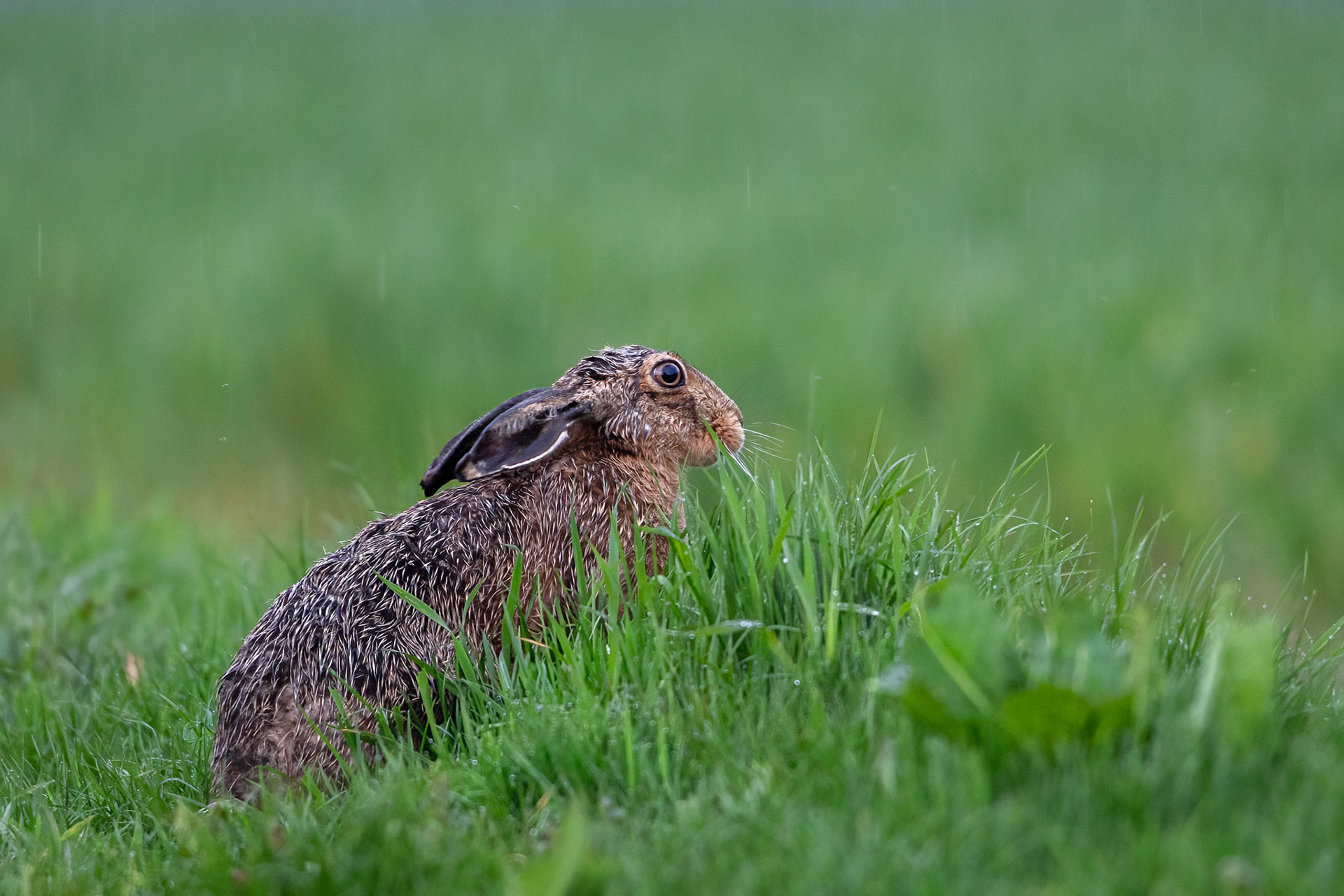"Caught in the Rain"