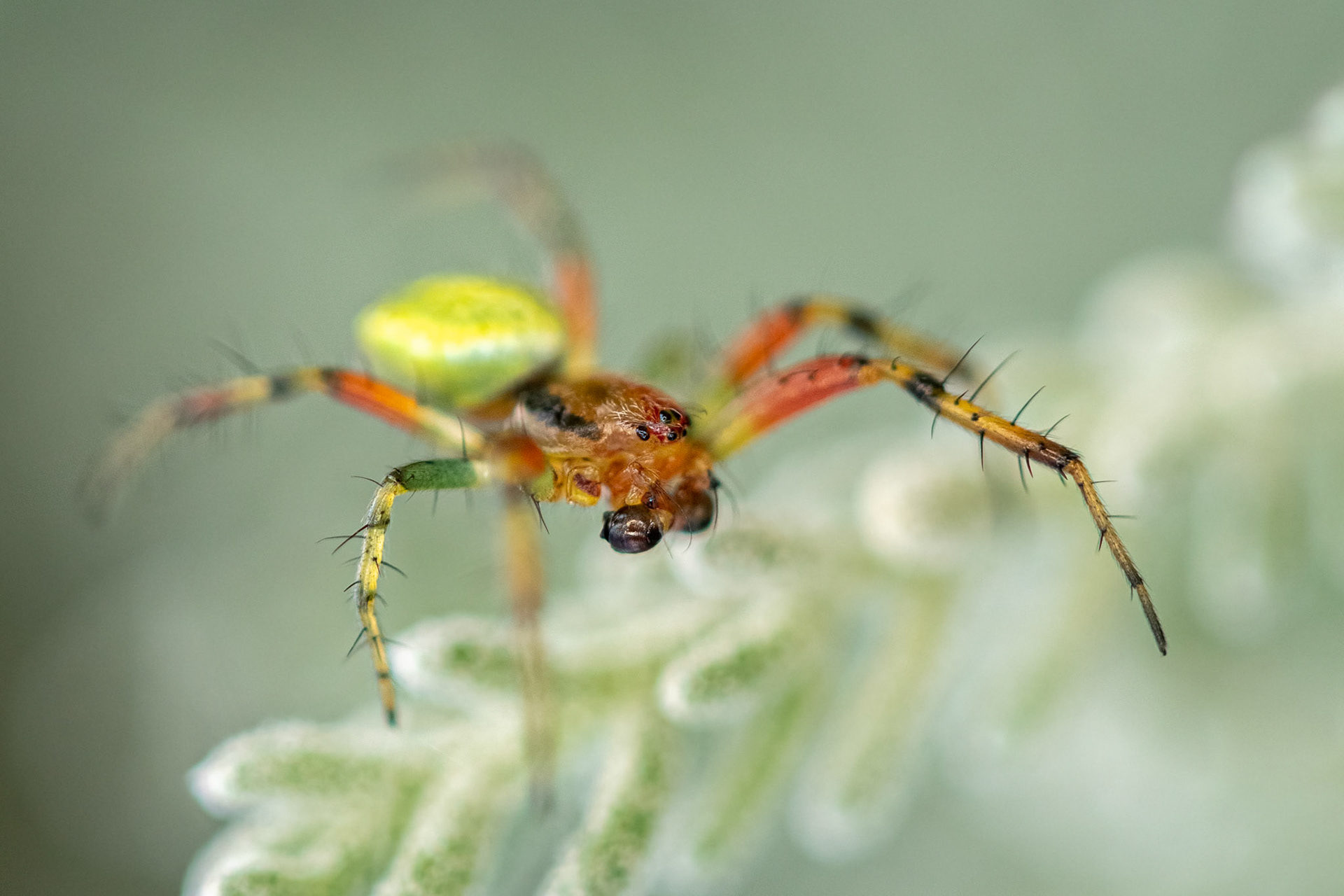 "Cucumber Green Spider"