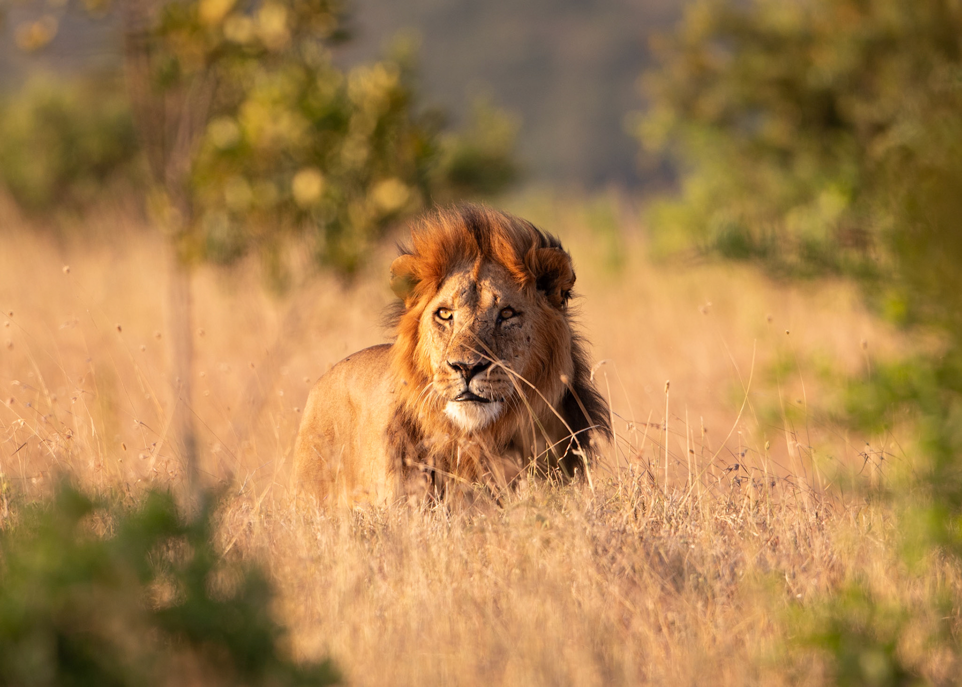 "King of the Jungle"