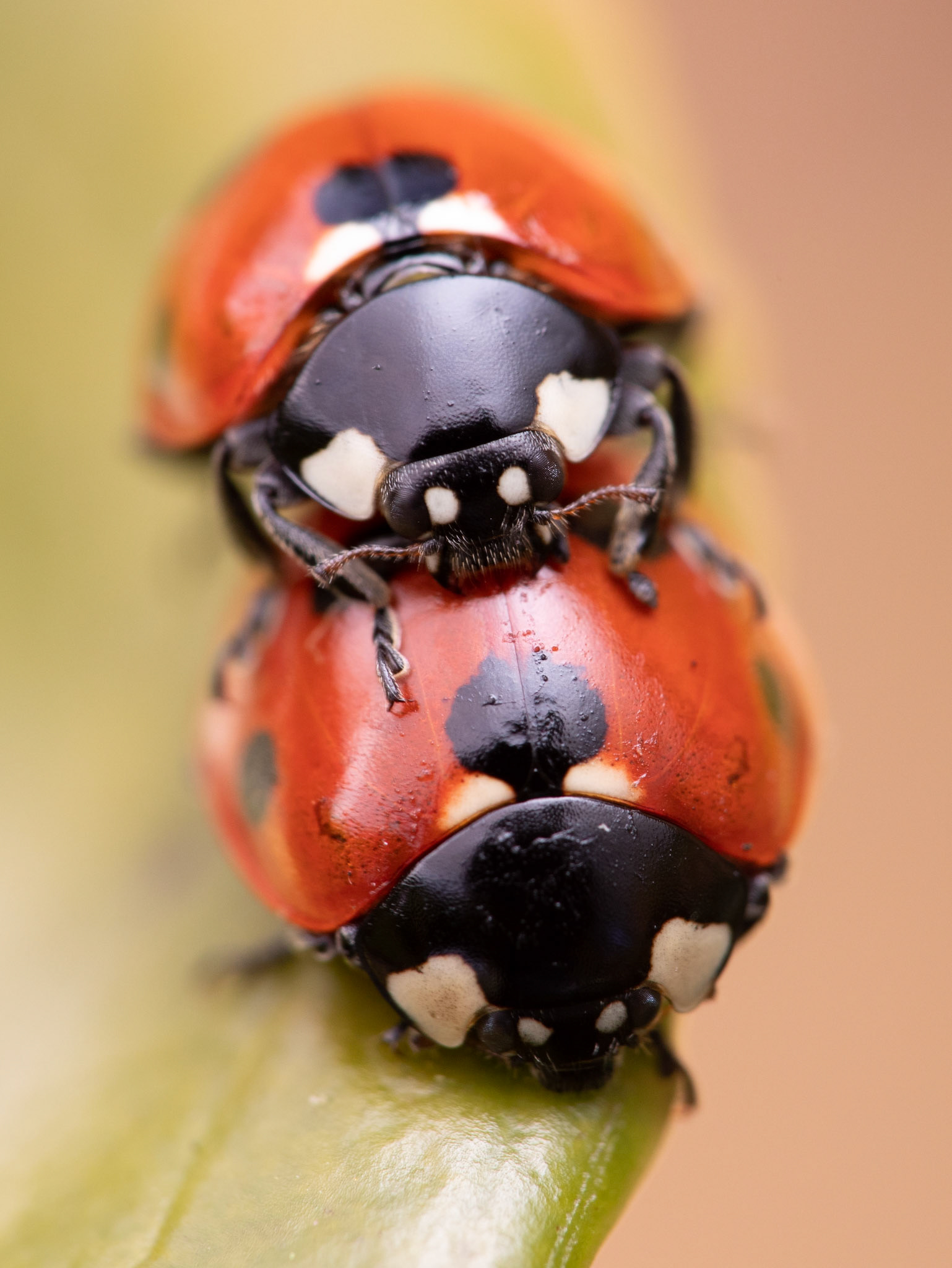 "Mating Ladybirds"