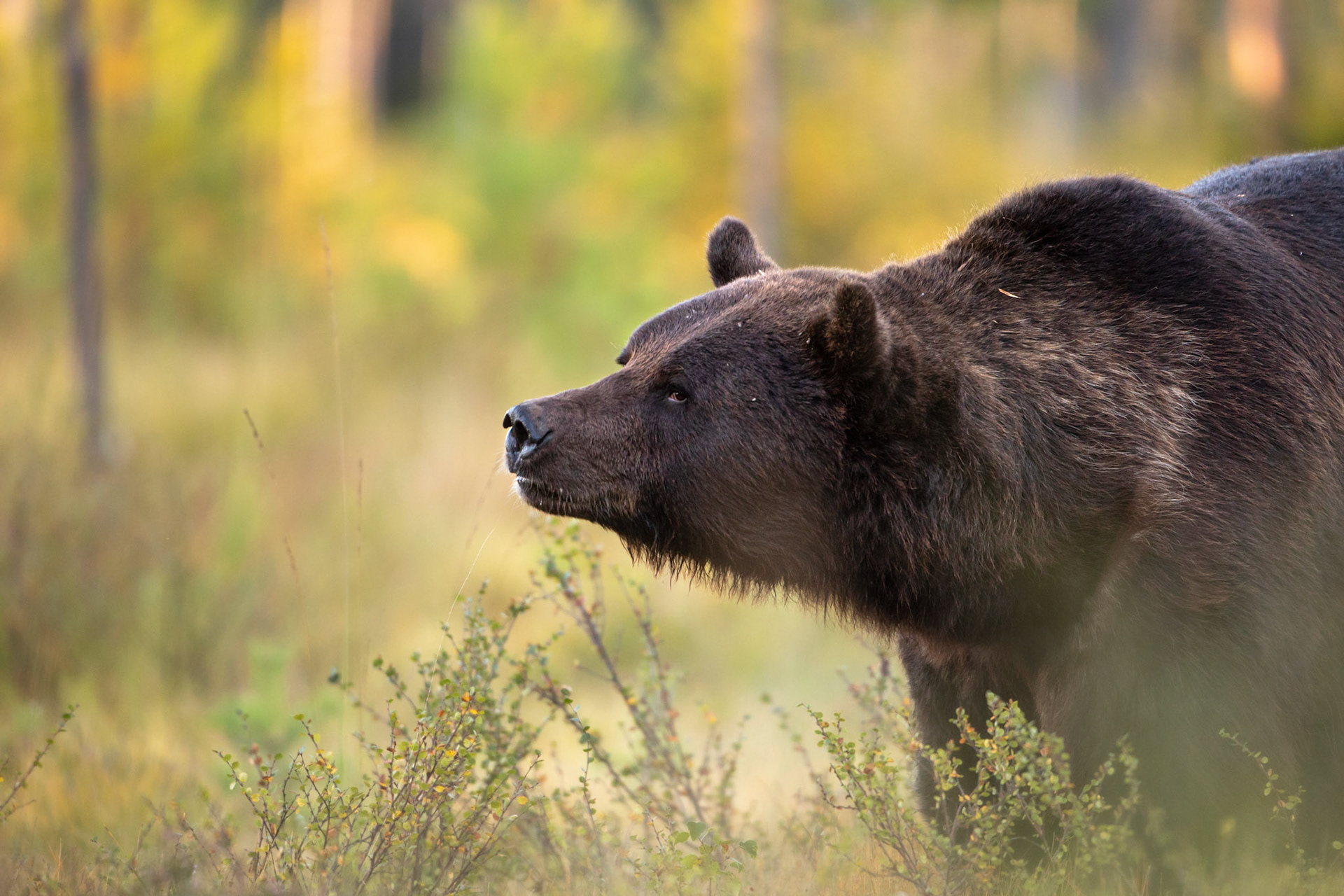 "European Brown Bear"