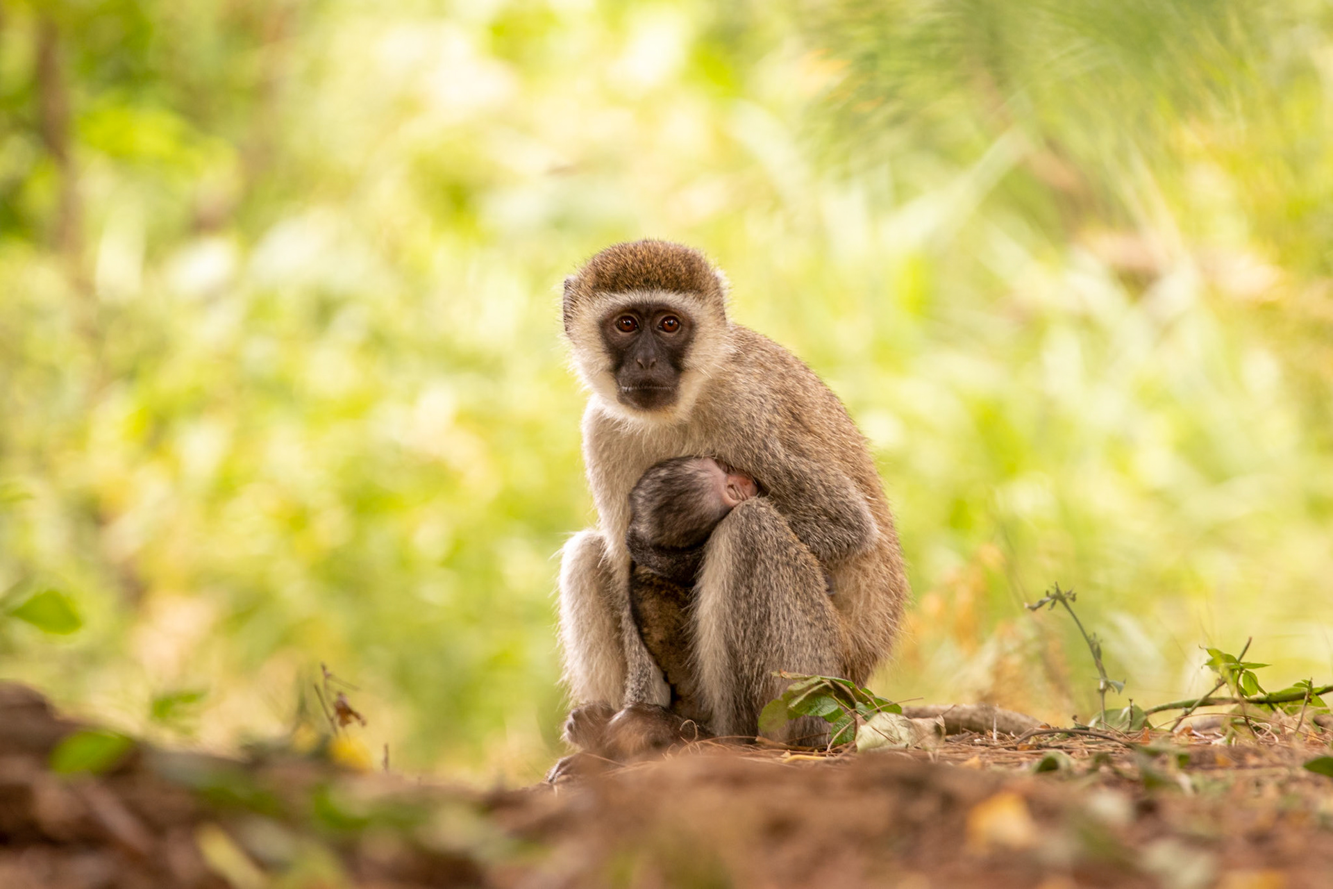 "Vervet Monkey and Baby"