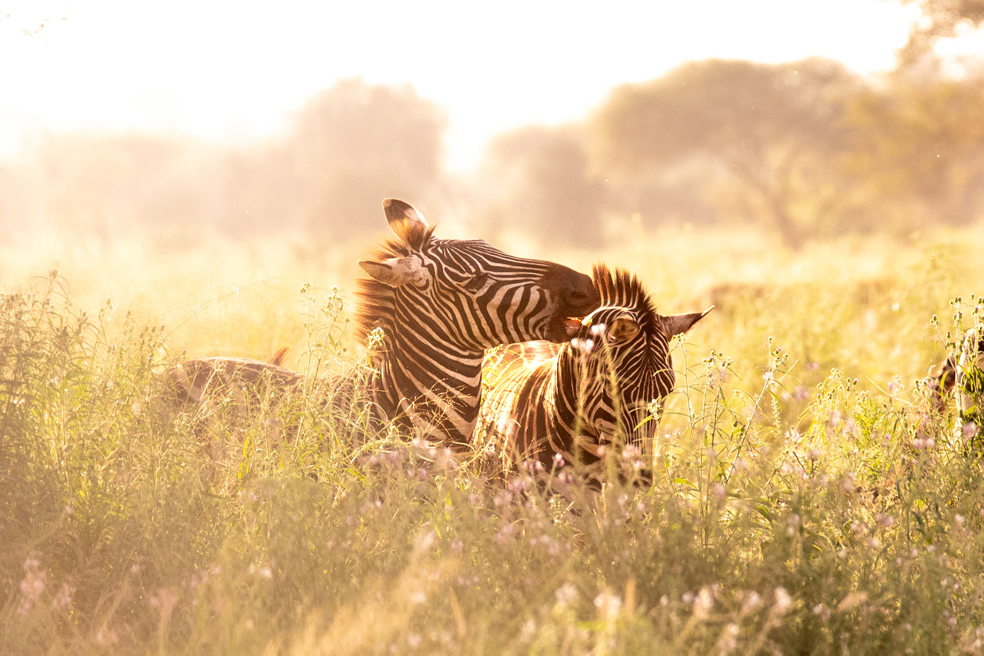 "Sunset Zebra"