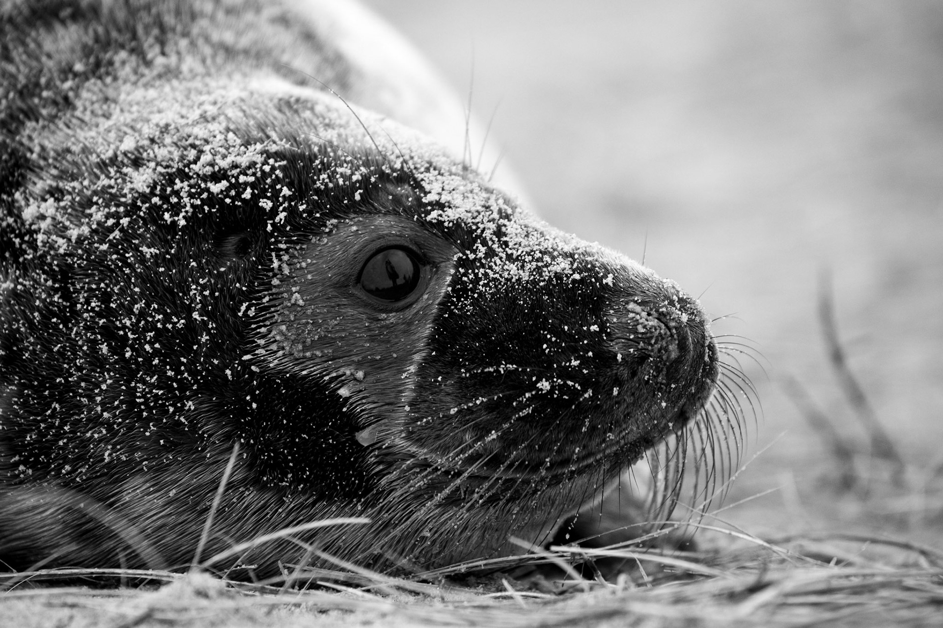 "Grey Seal" #2