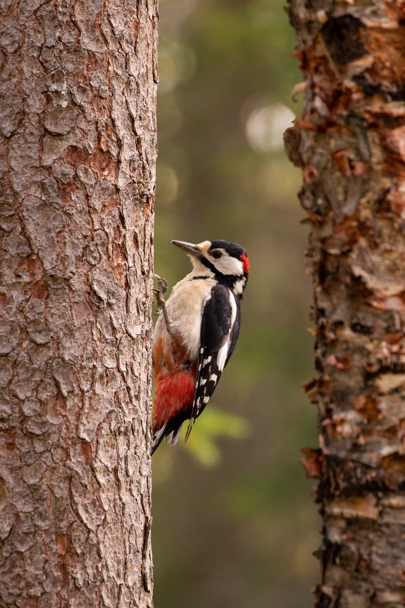 "Woodpecker"
