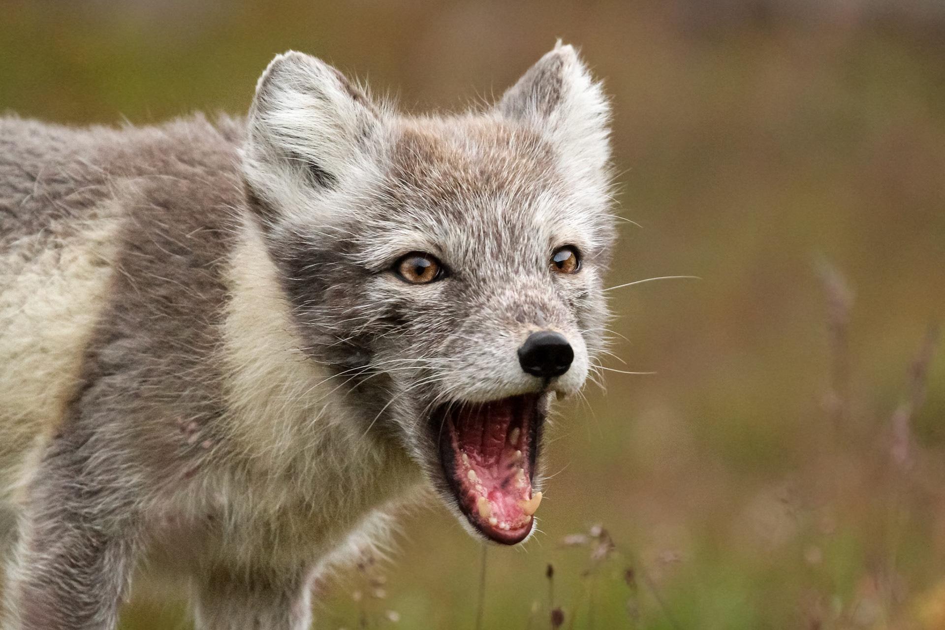 "Howling on the Prowl"