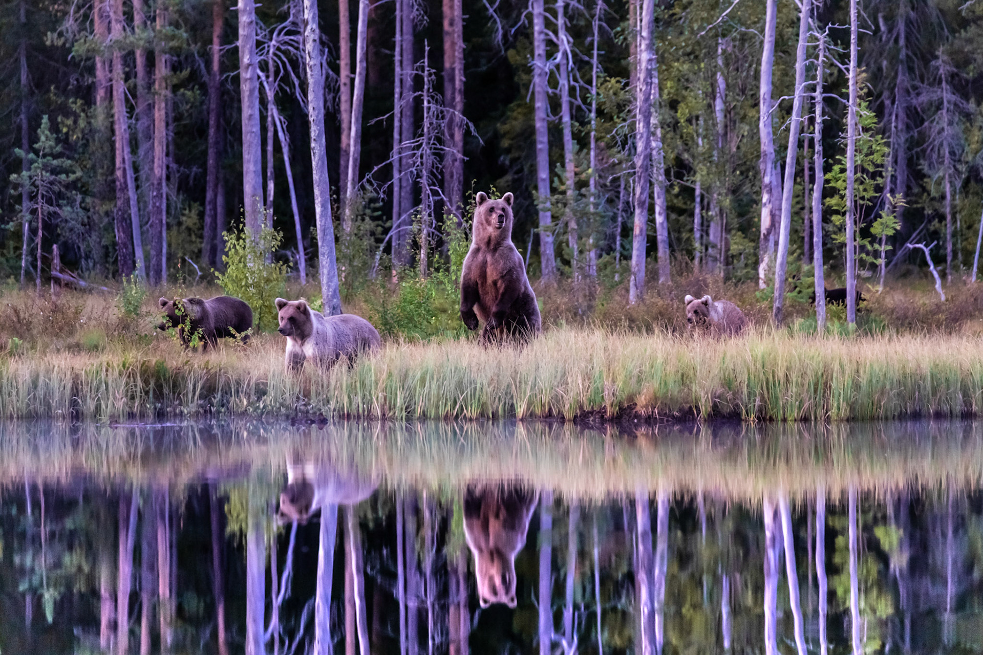 "Through the Looking Glass"