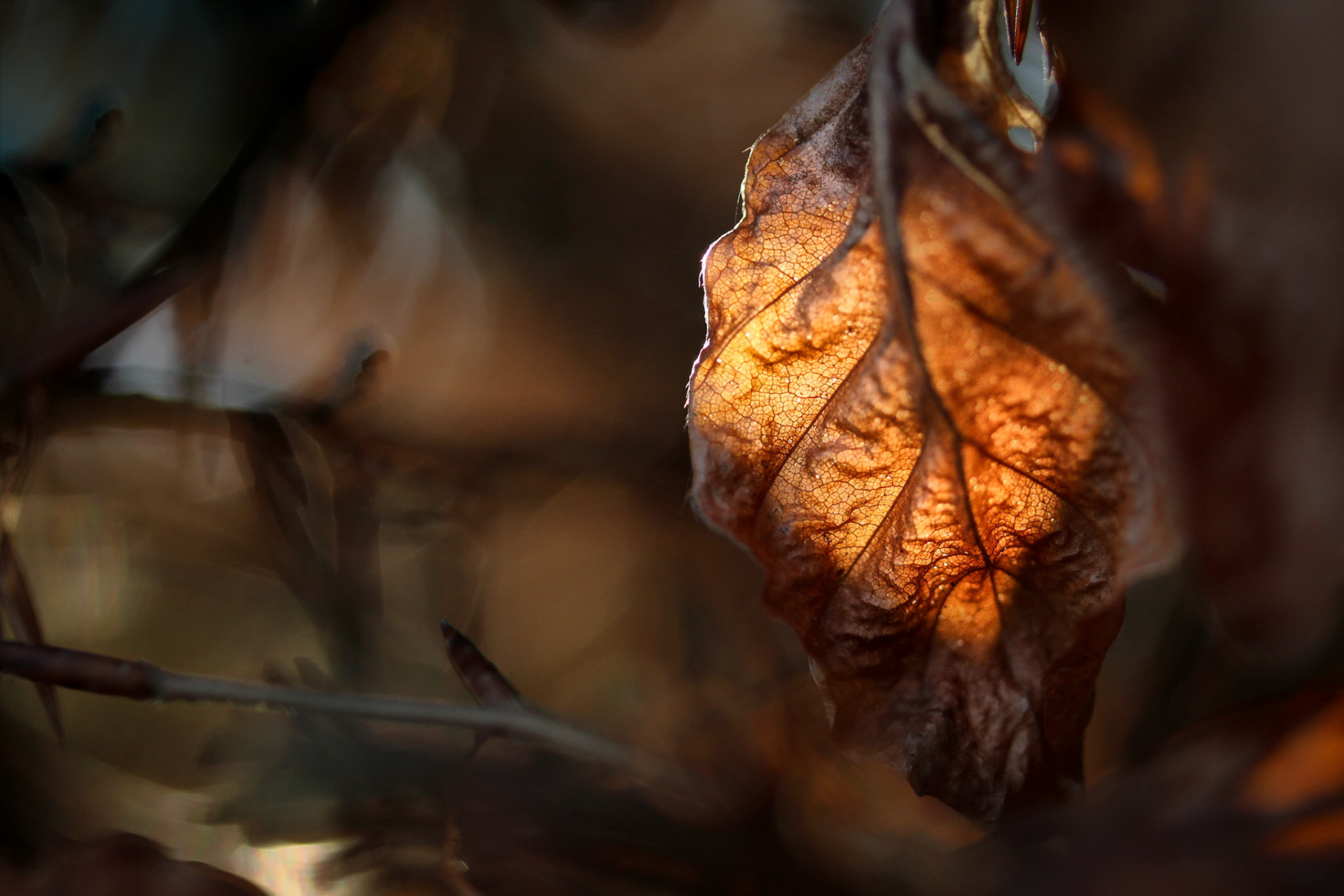 "In the Autumn Light"