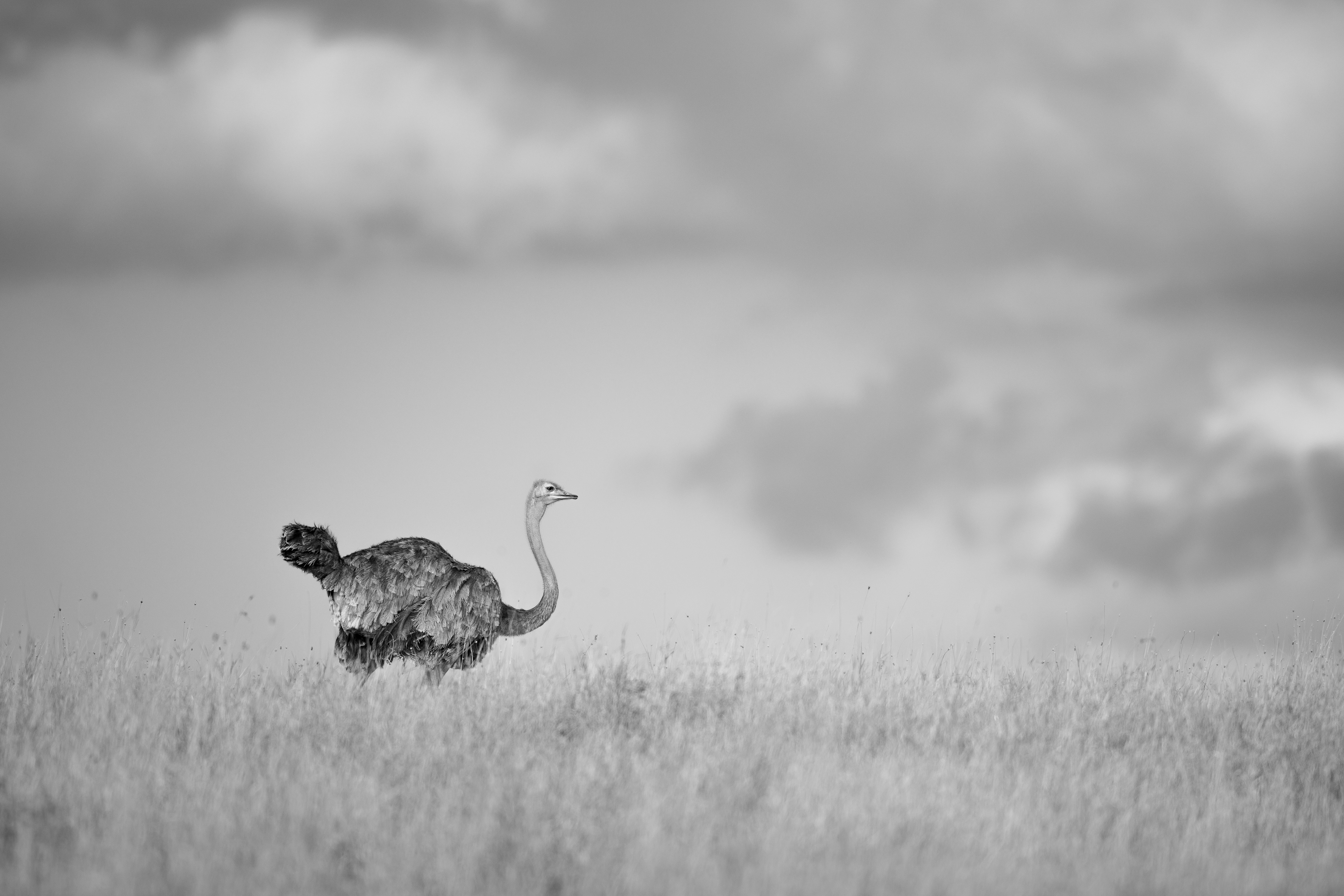 "Monochrome Ostrich"