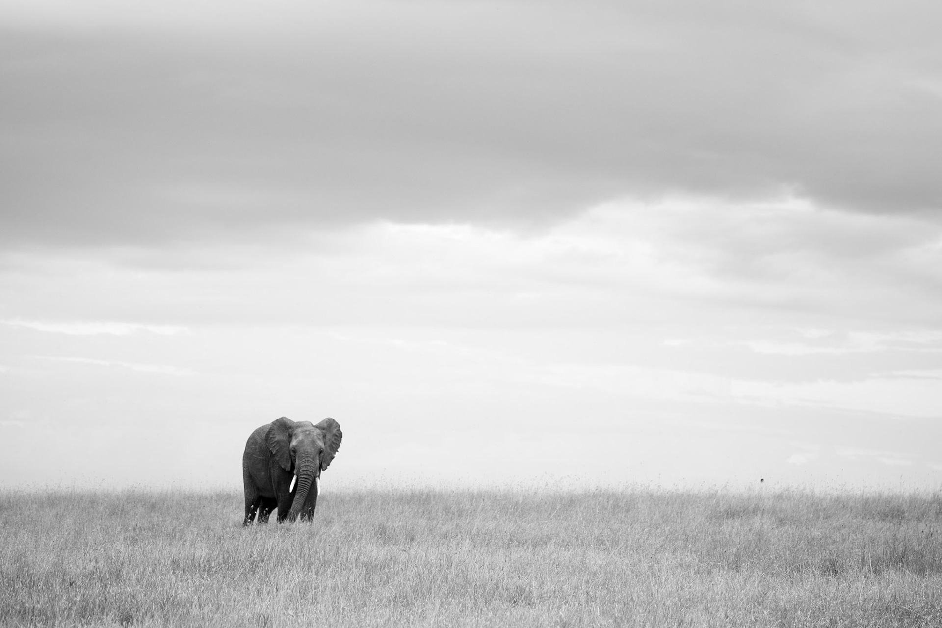 "Monochrome Elephant"