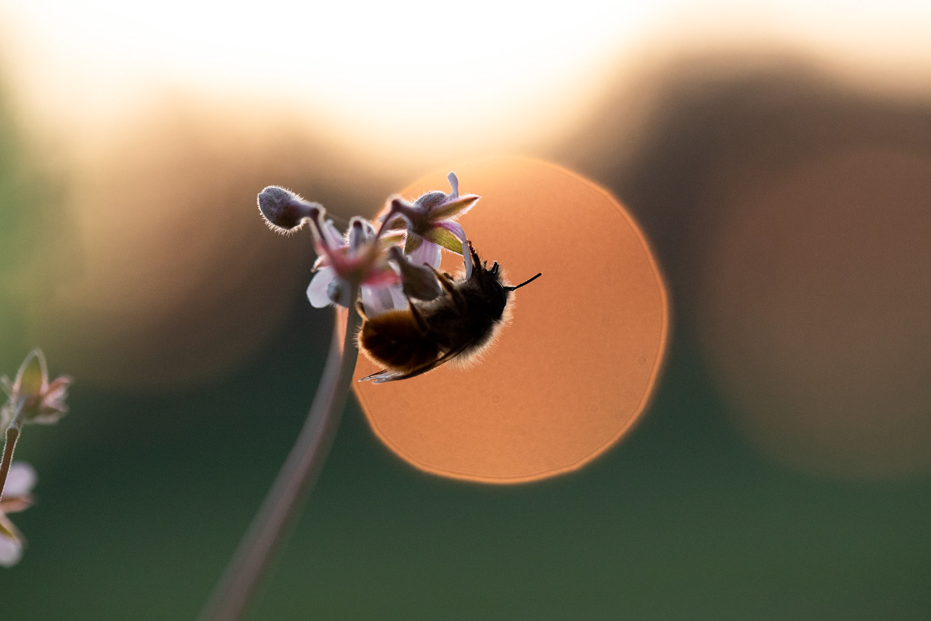 "Bee at Sunset"