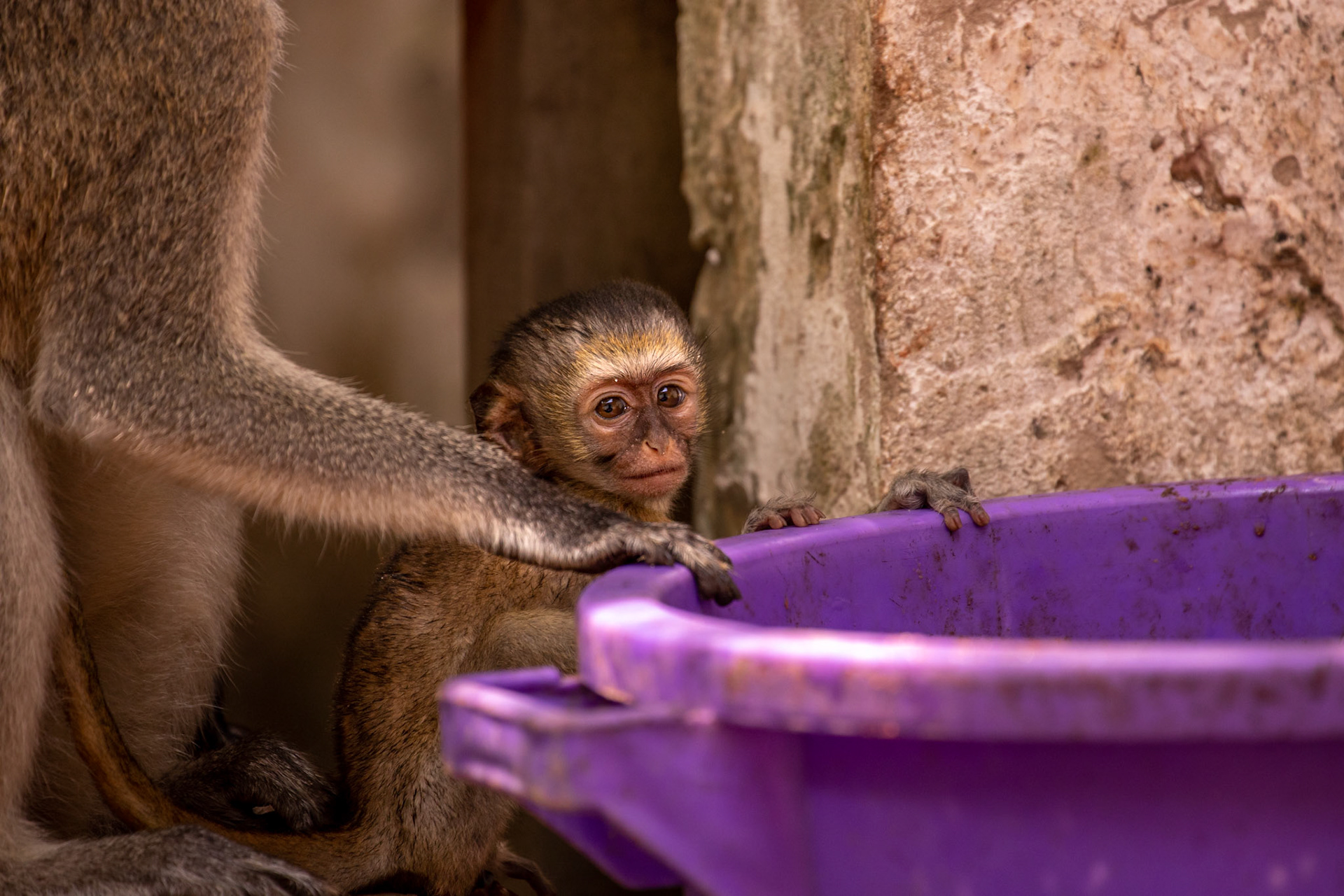 "Learning to Monkey"