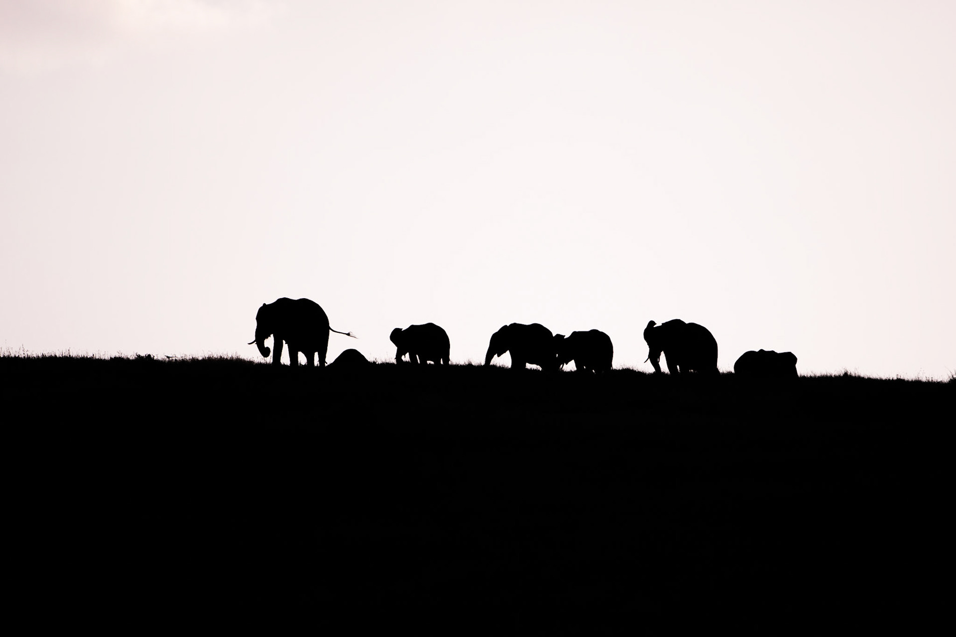 "Elephant Hill"