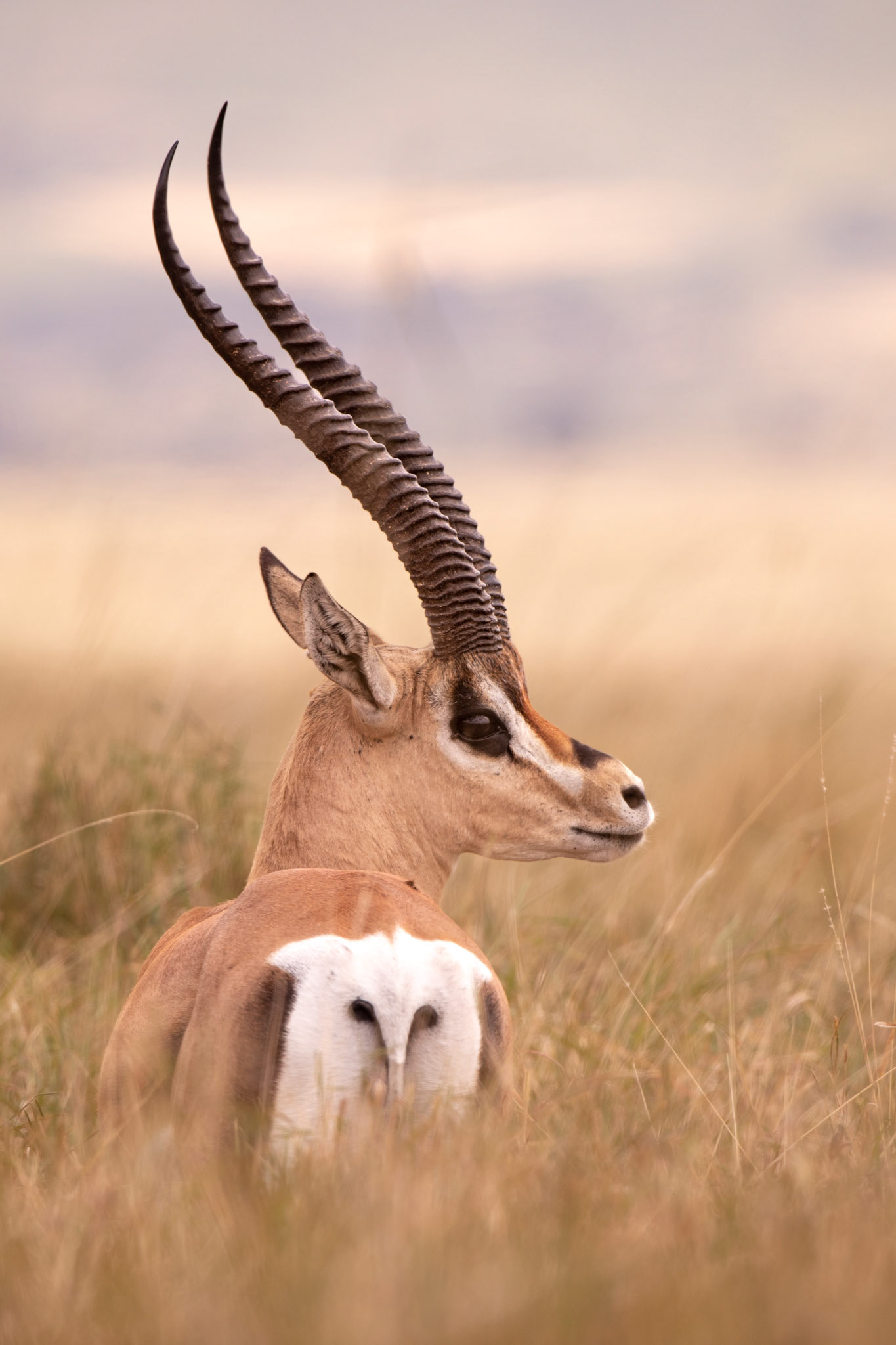 "Grant's Gazelle"