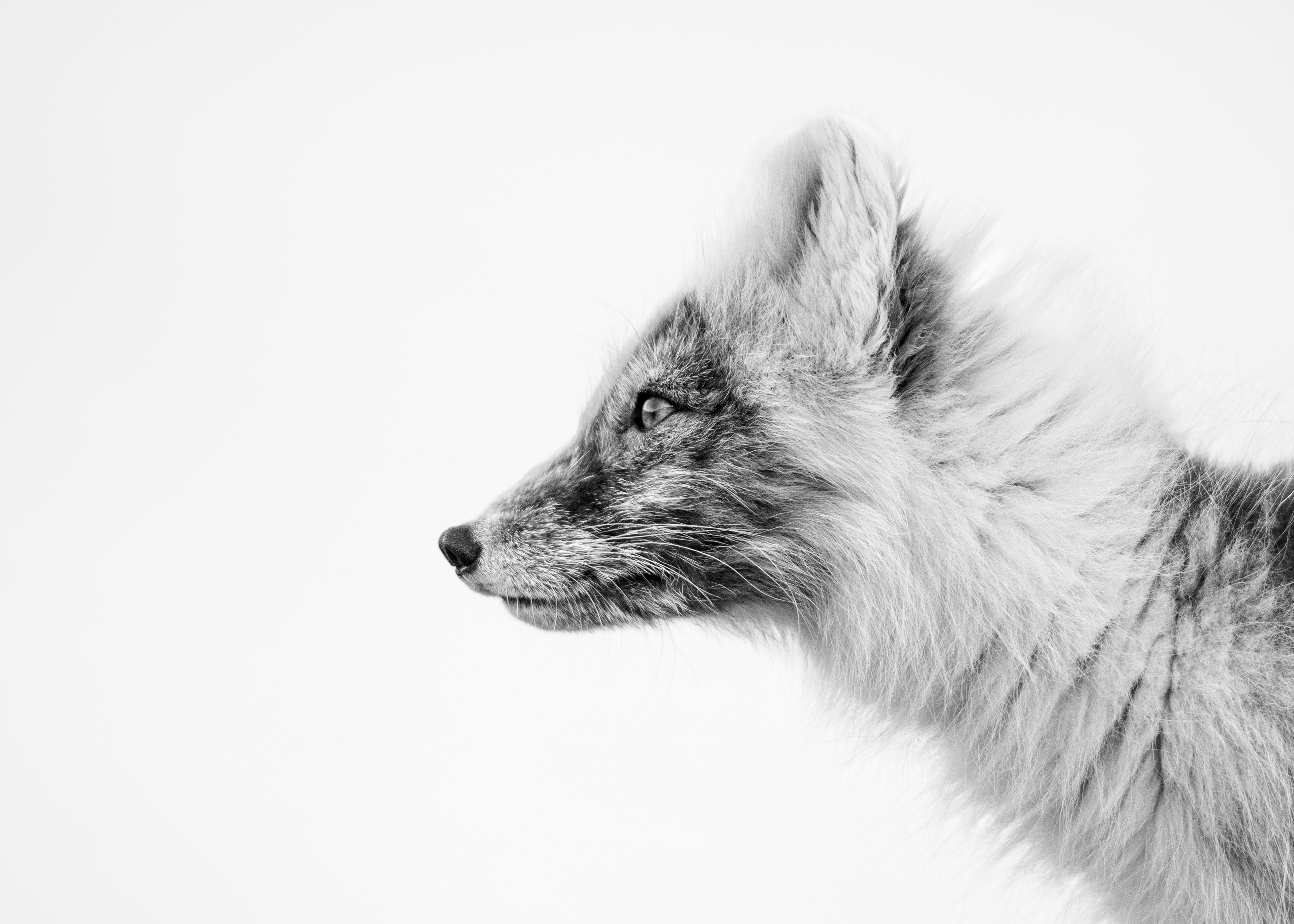 1st place in 'Animal Kingdom'