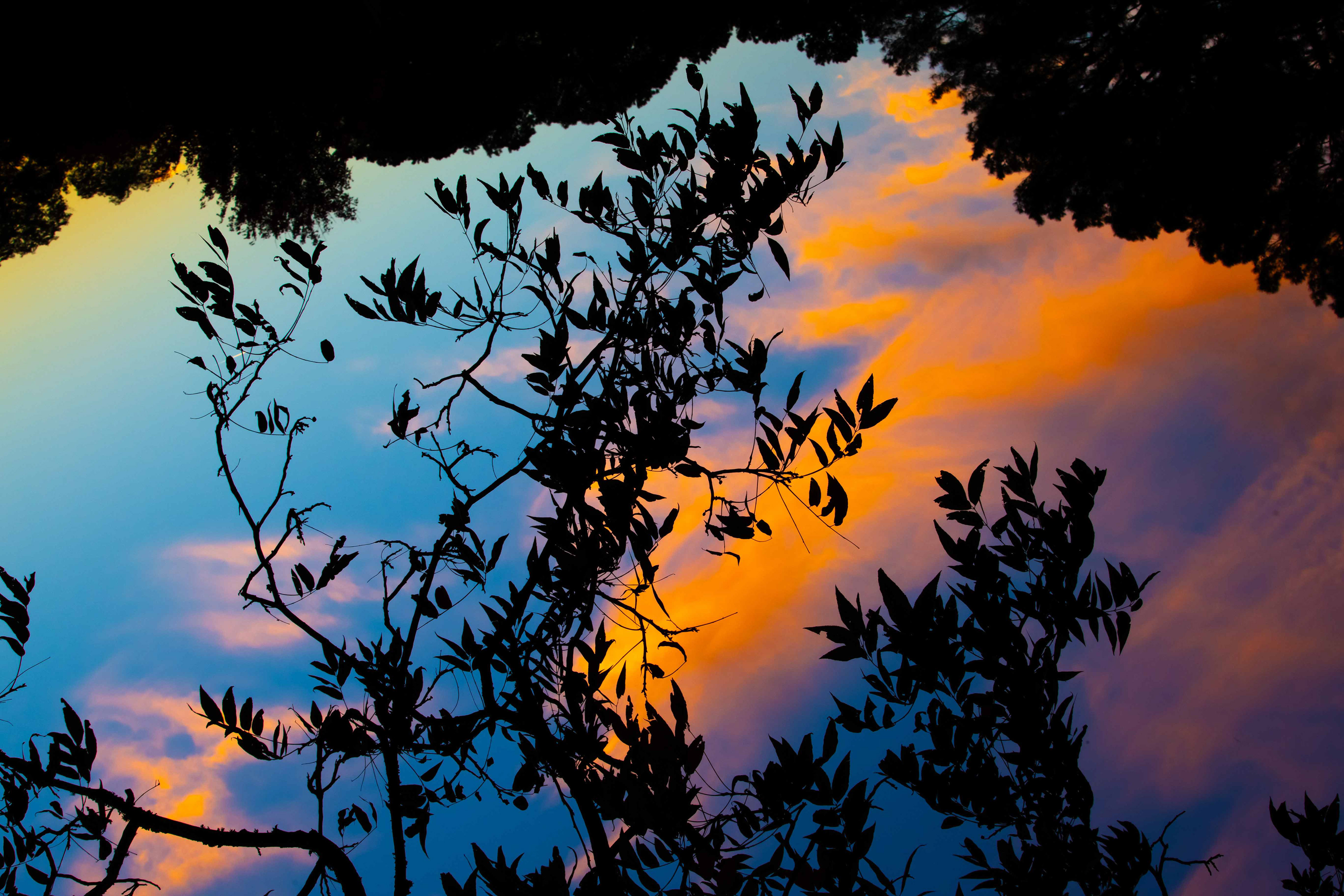 Photographic referance image of tree branches for I went in (headfirst) by Mtende Moyo.