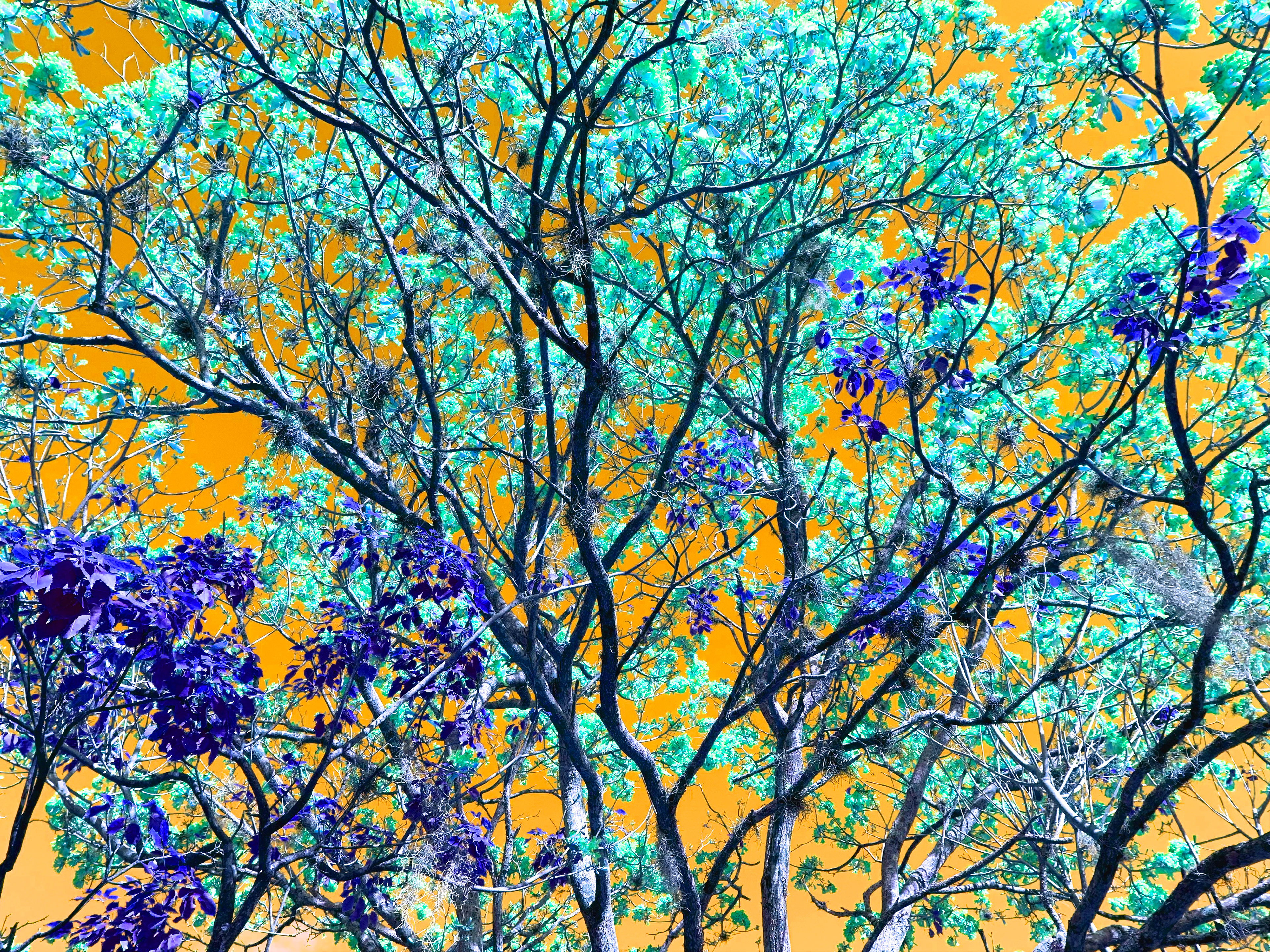Altered Photograph
