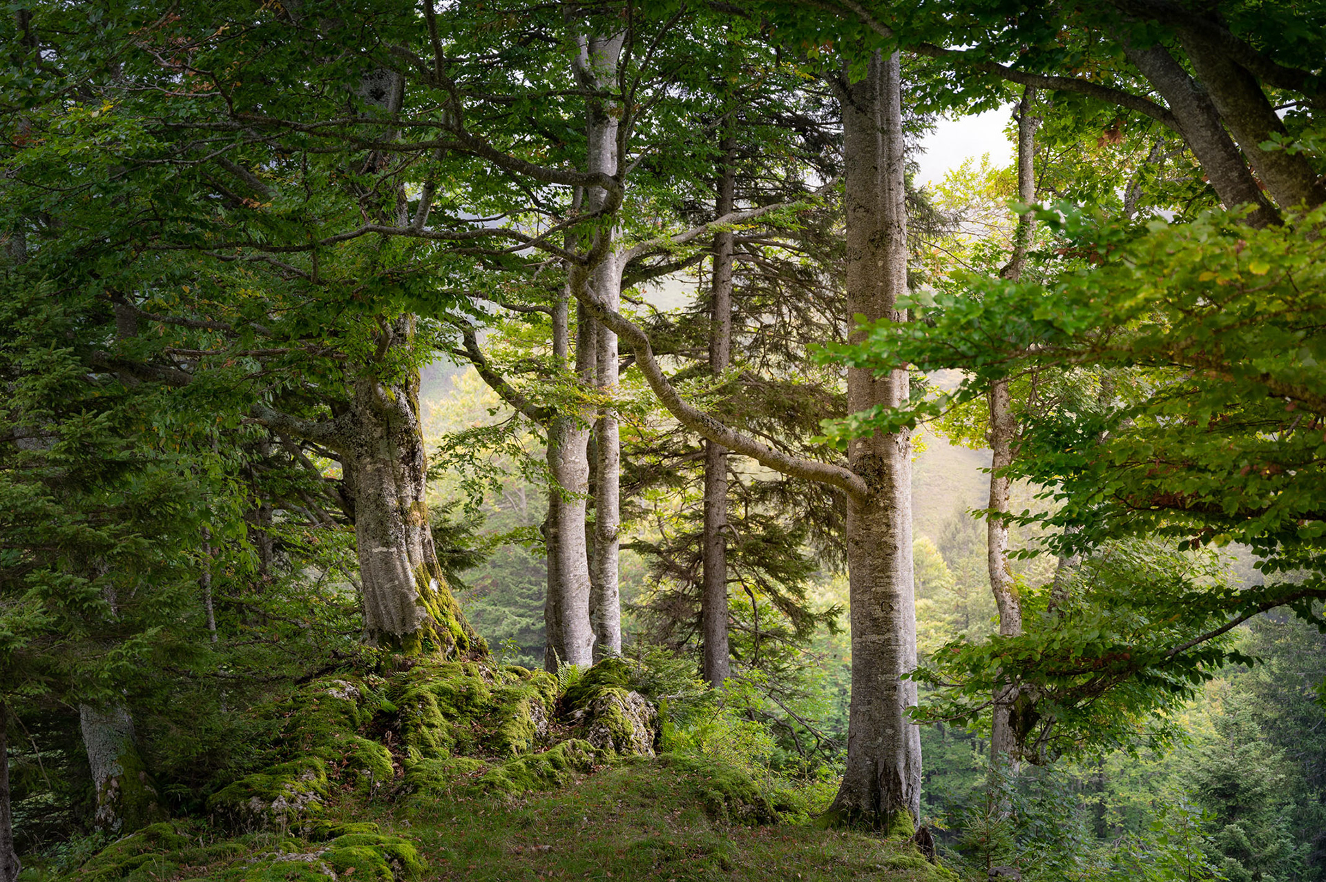 Les maîtres des lieux - St Gall