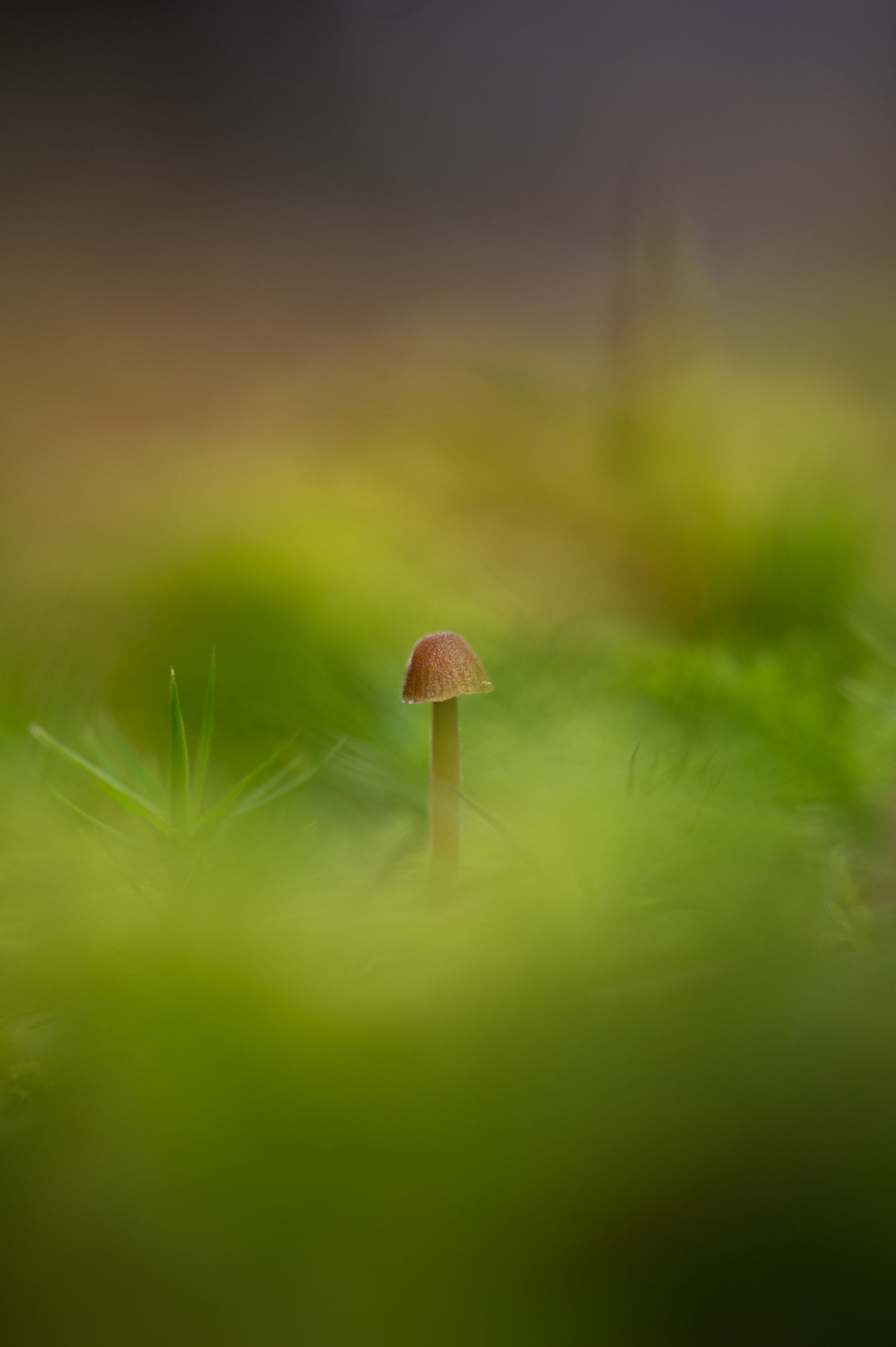 Immergée