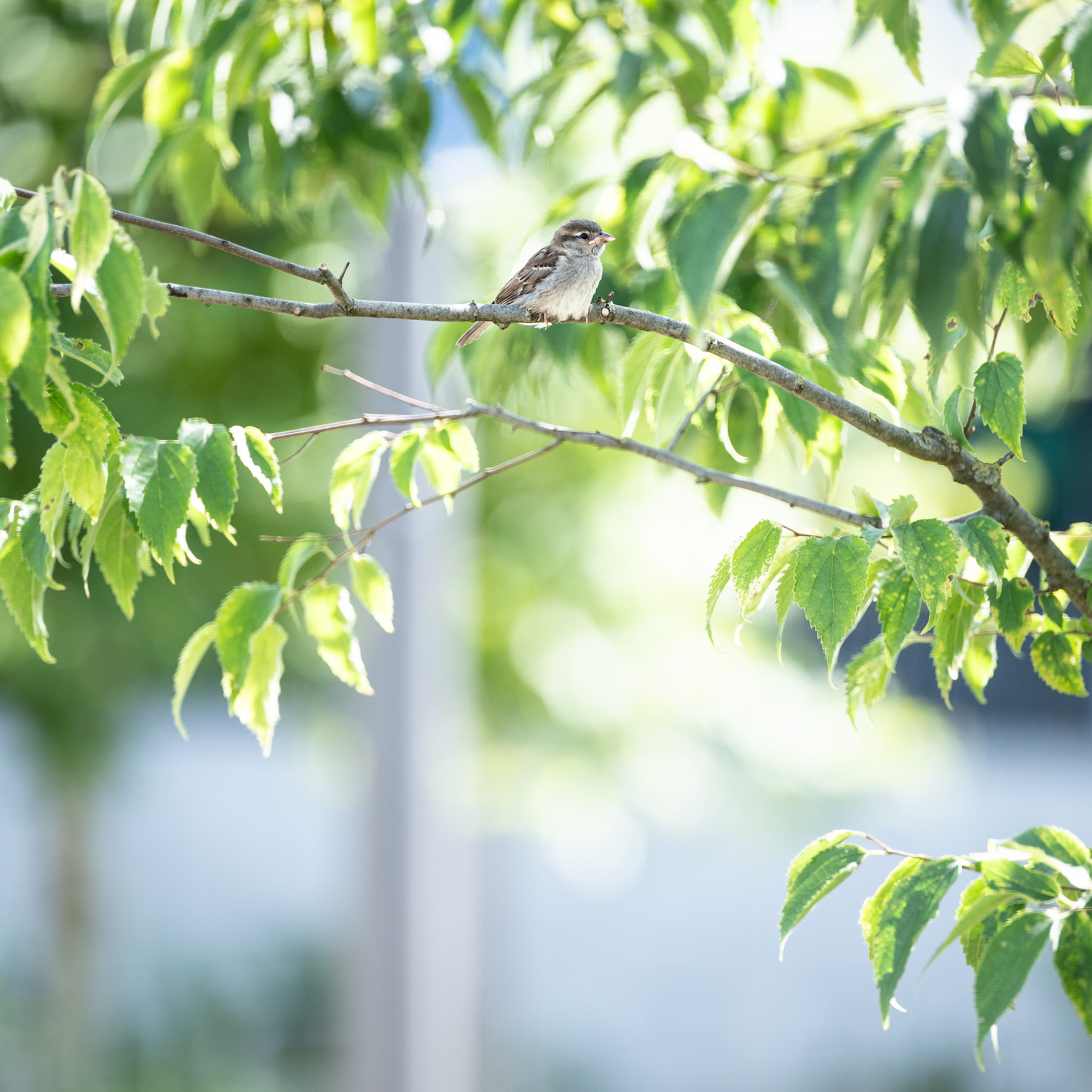 Place du Marché - Renens