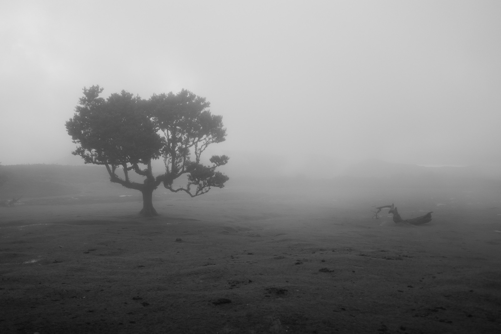 Foggy - Madère