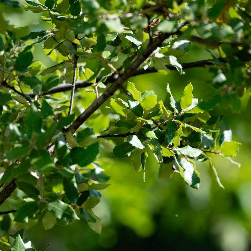 Parc de la Mairie - Pregy-Chambésy