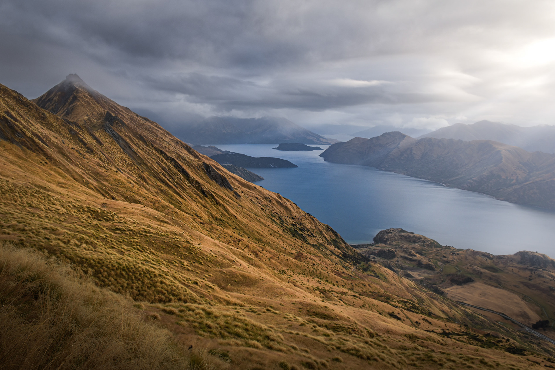 Golden fields - NZ
