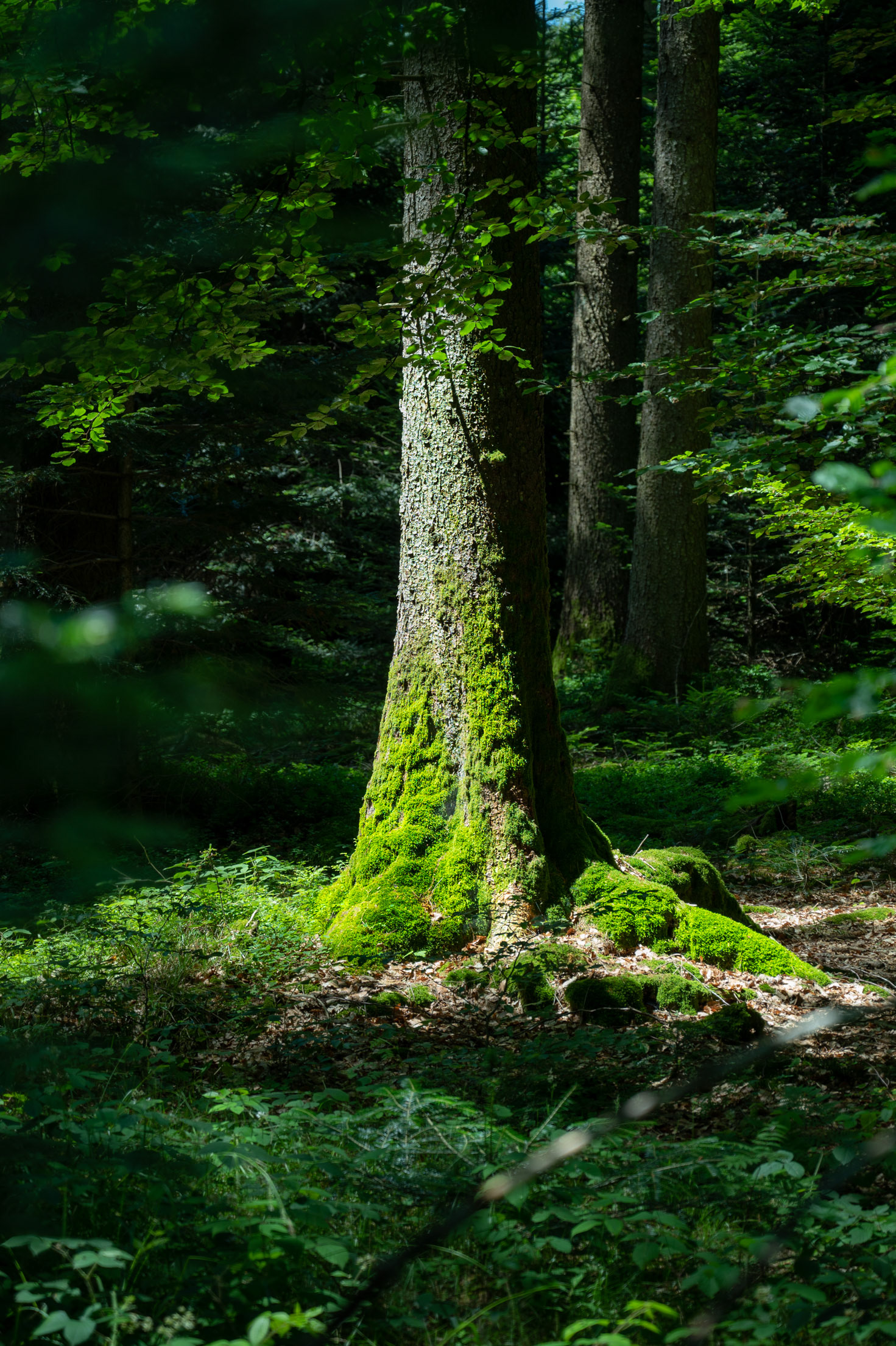 Mise en lumière - Vaud