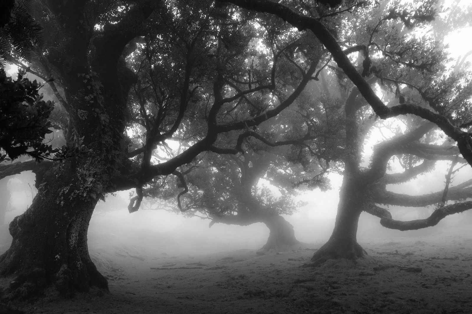 Foggy - Madère