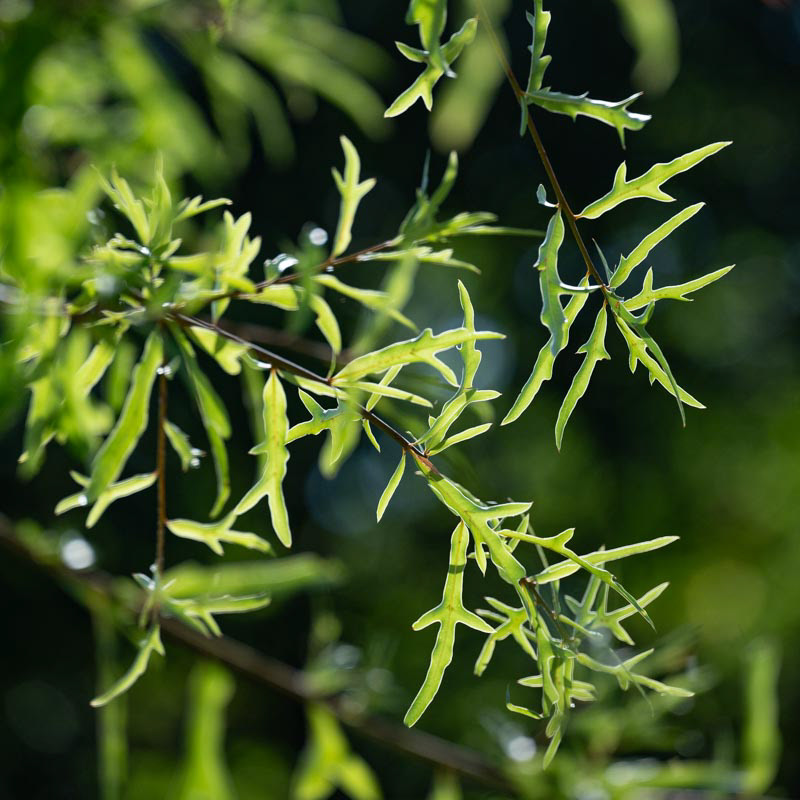 Parc de la Mairie - Pregy-Chambésy