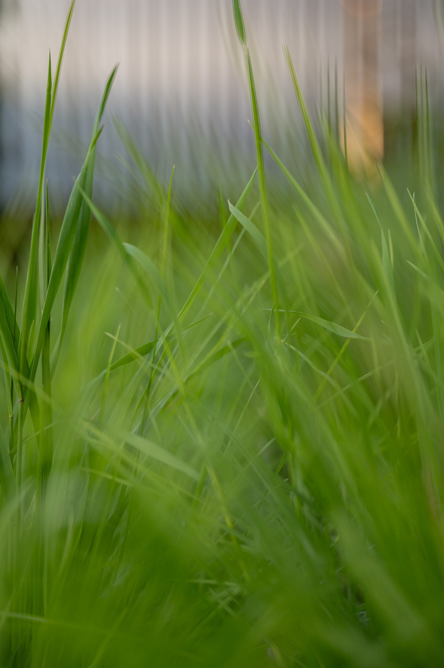 Jardin privé - Vaud