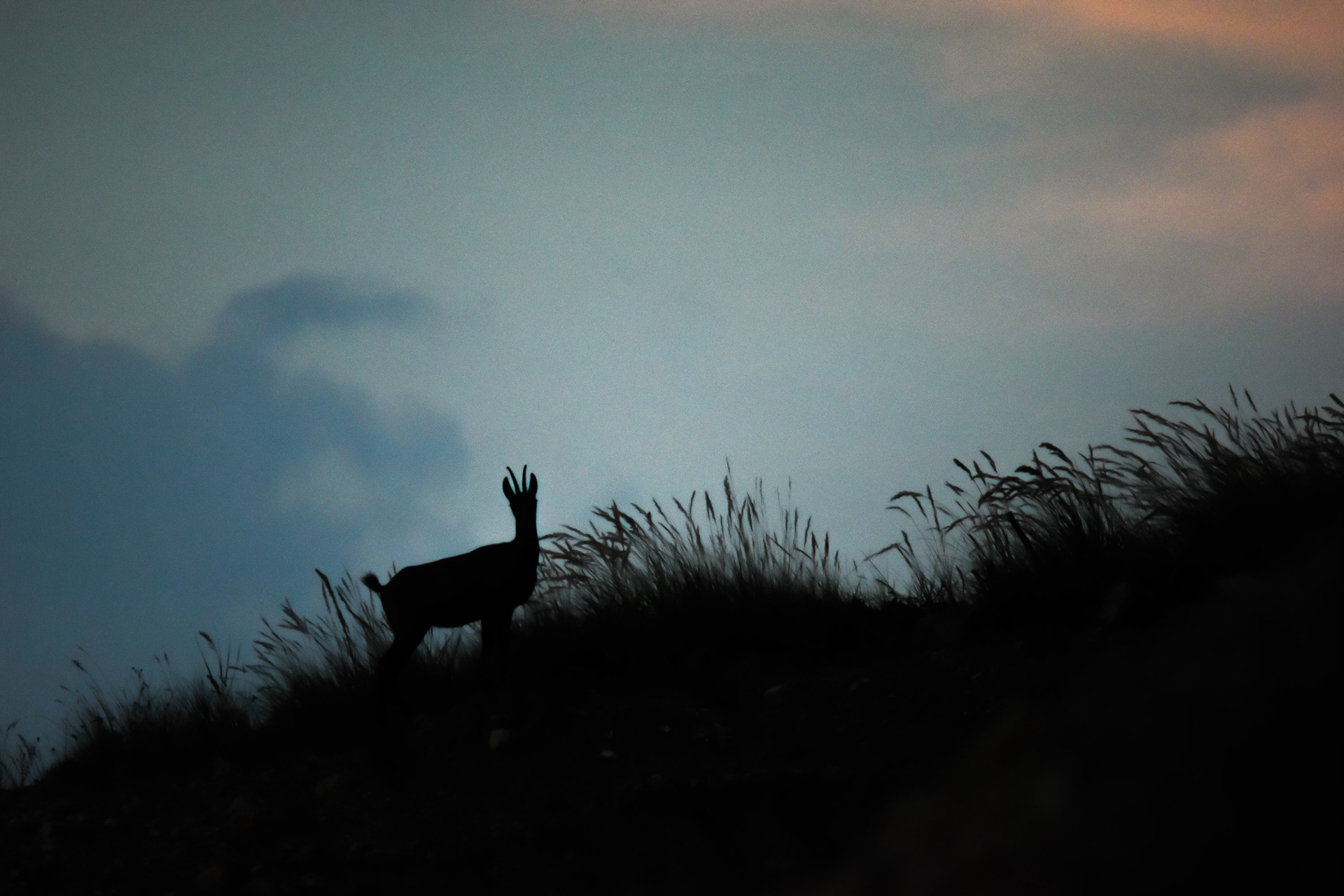 Ombre chinoise - France
