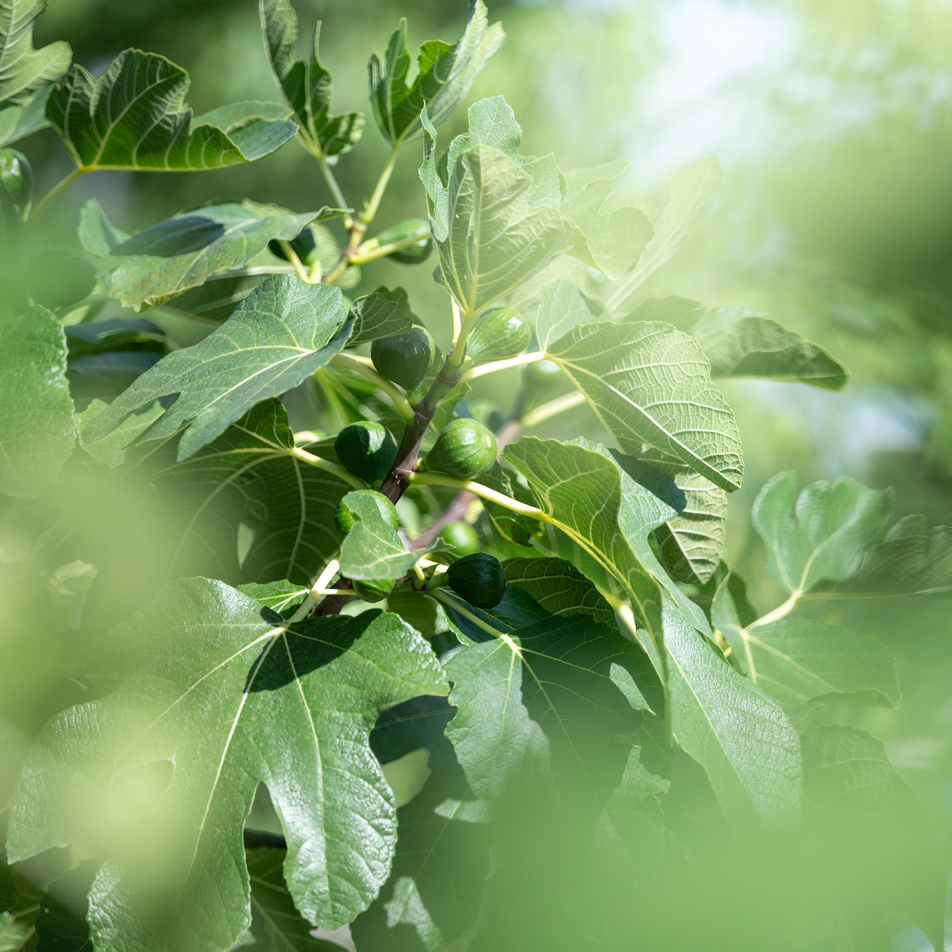Place du Marché - Renens