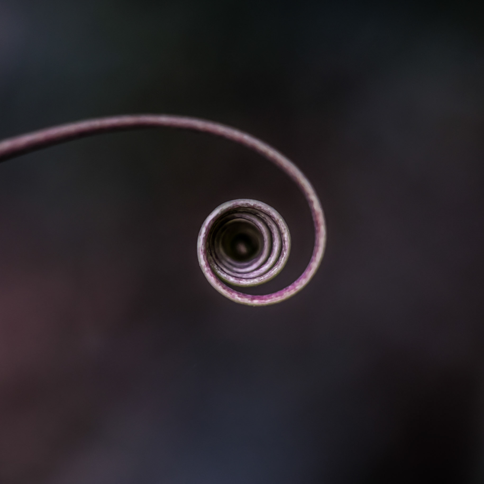 Spirale