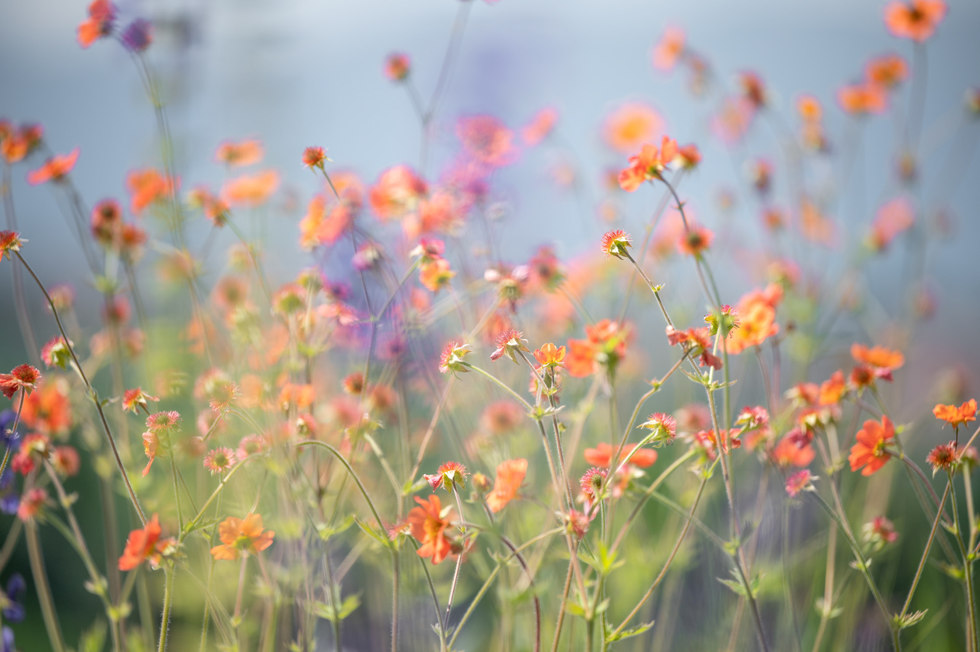 Terrasse Forpro - Genève