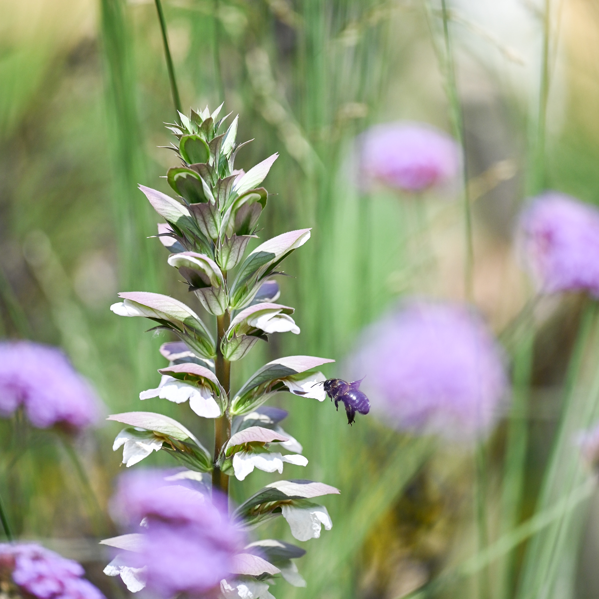 La Prillaz - Estavayer