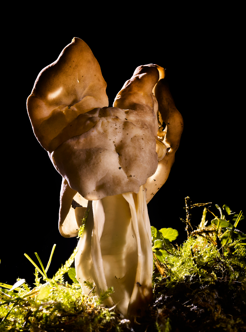 helvella crispa 2025