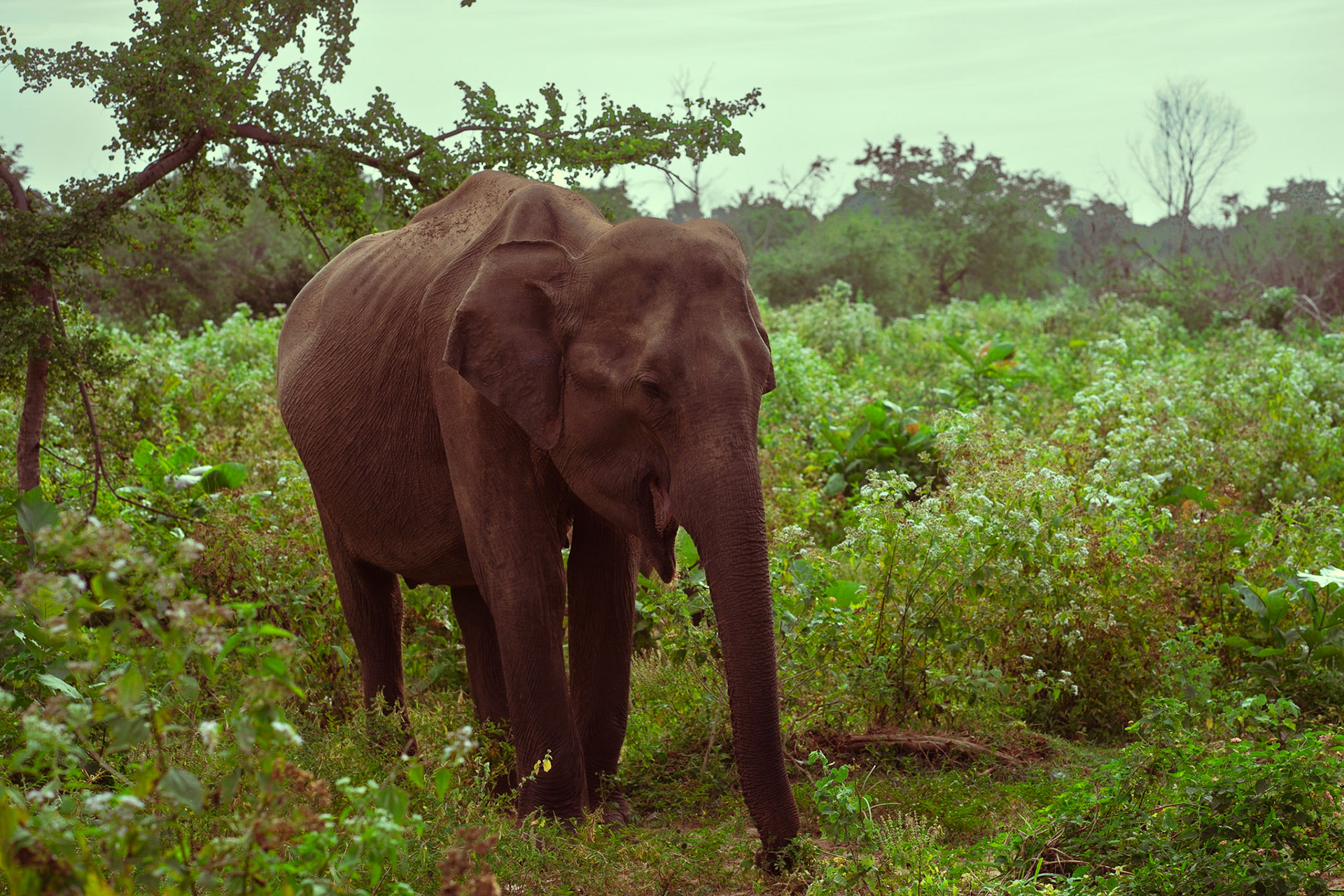 Elephant