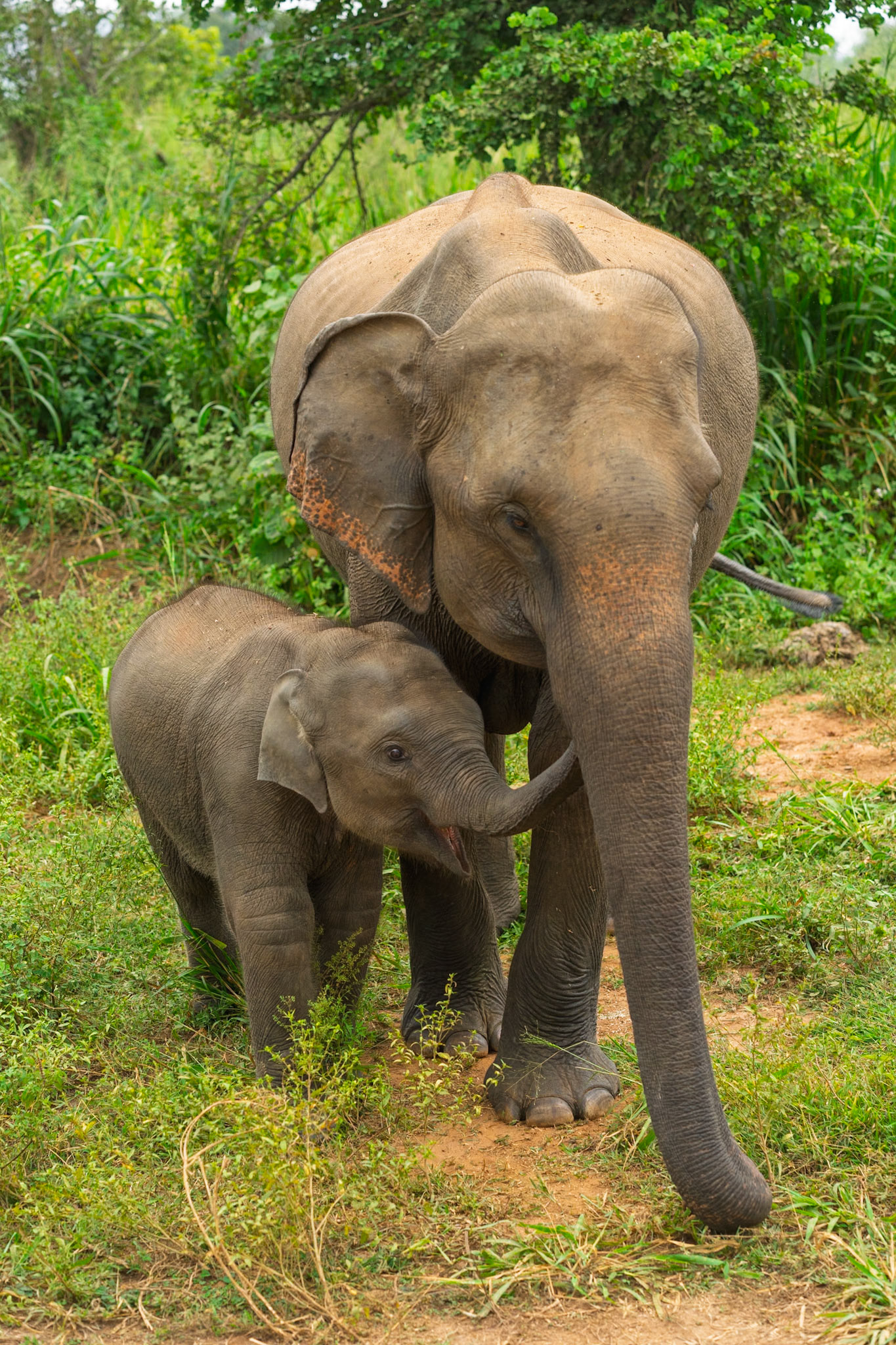 Mum and baby elephant