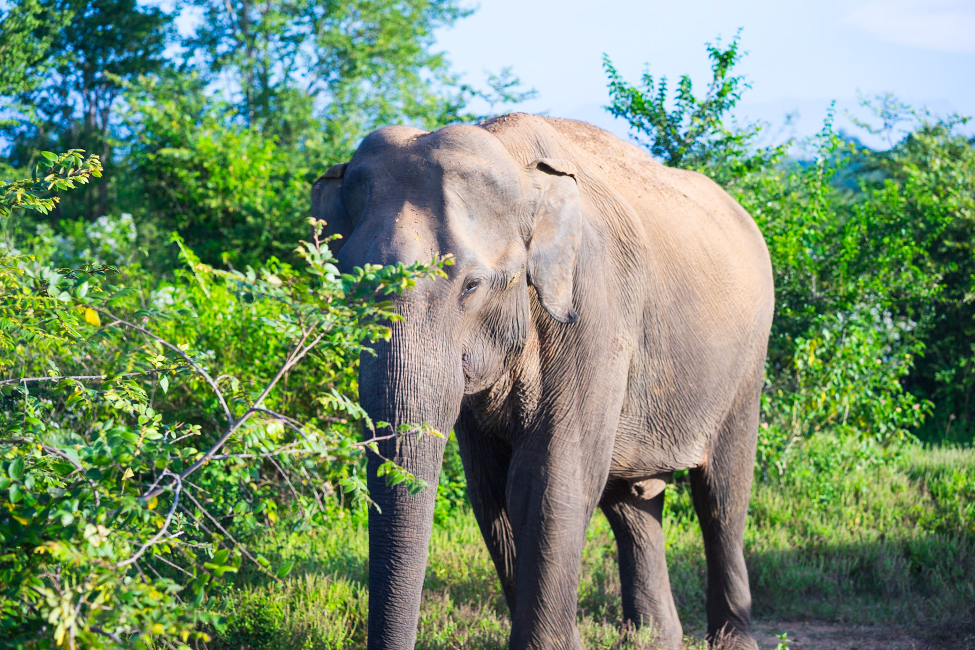 An elephant