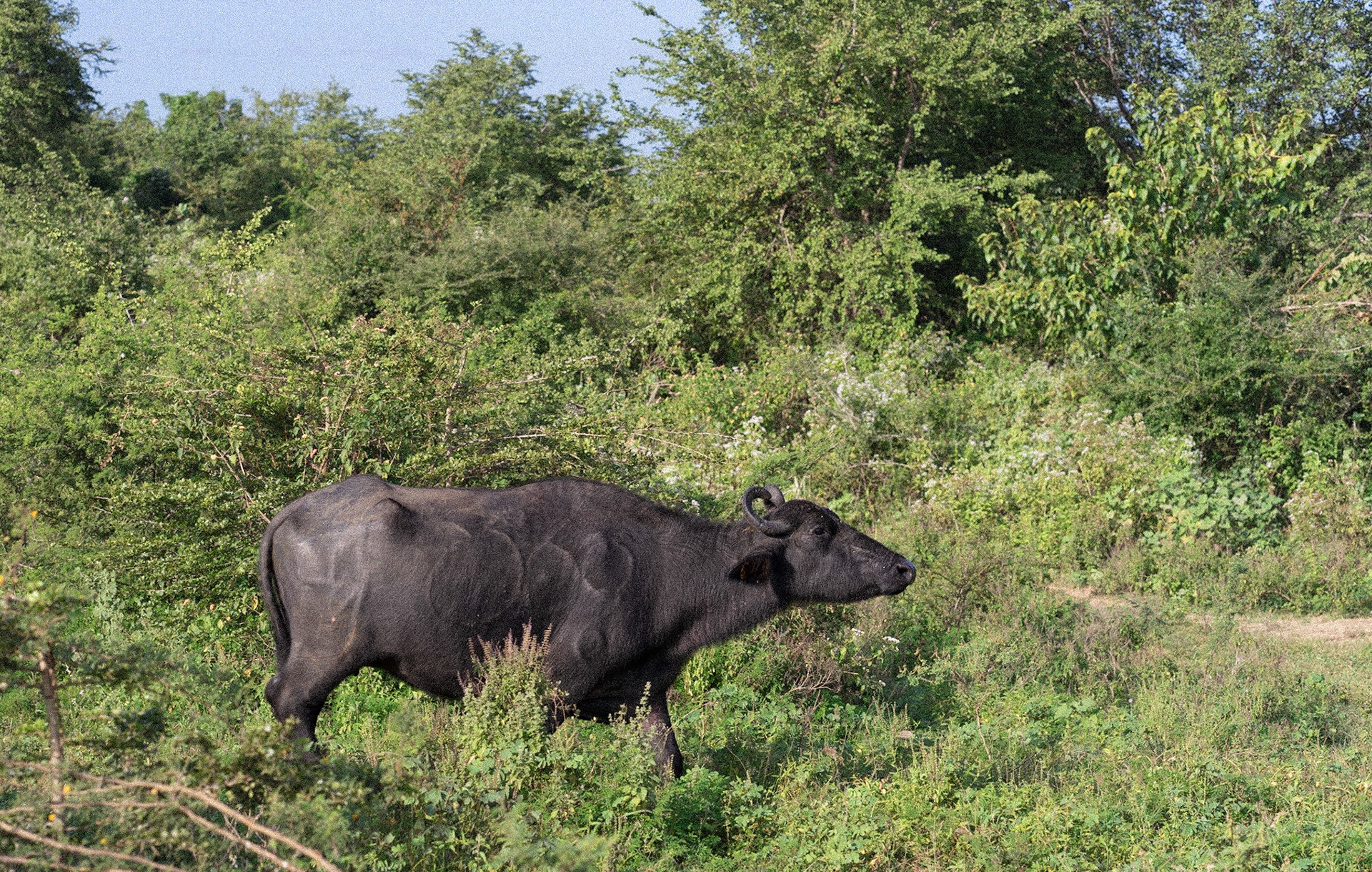 Water Buffalo