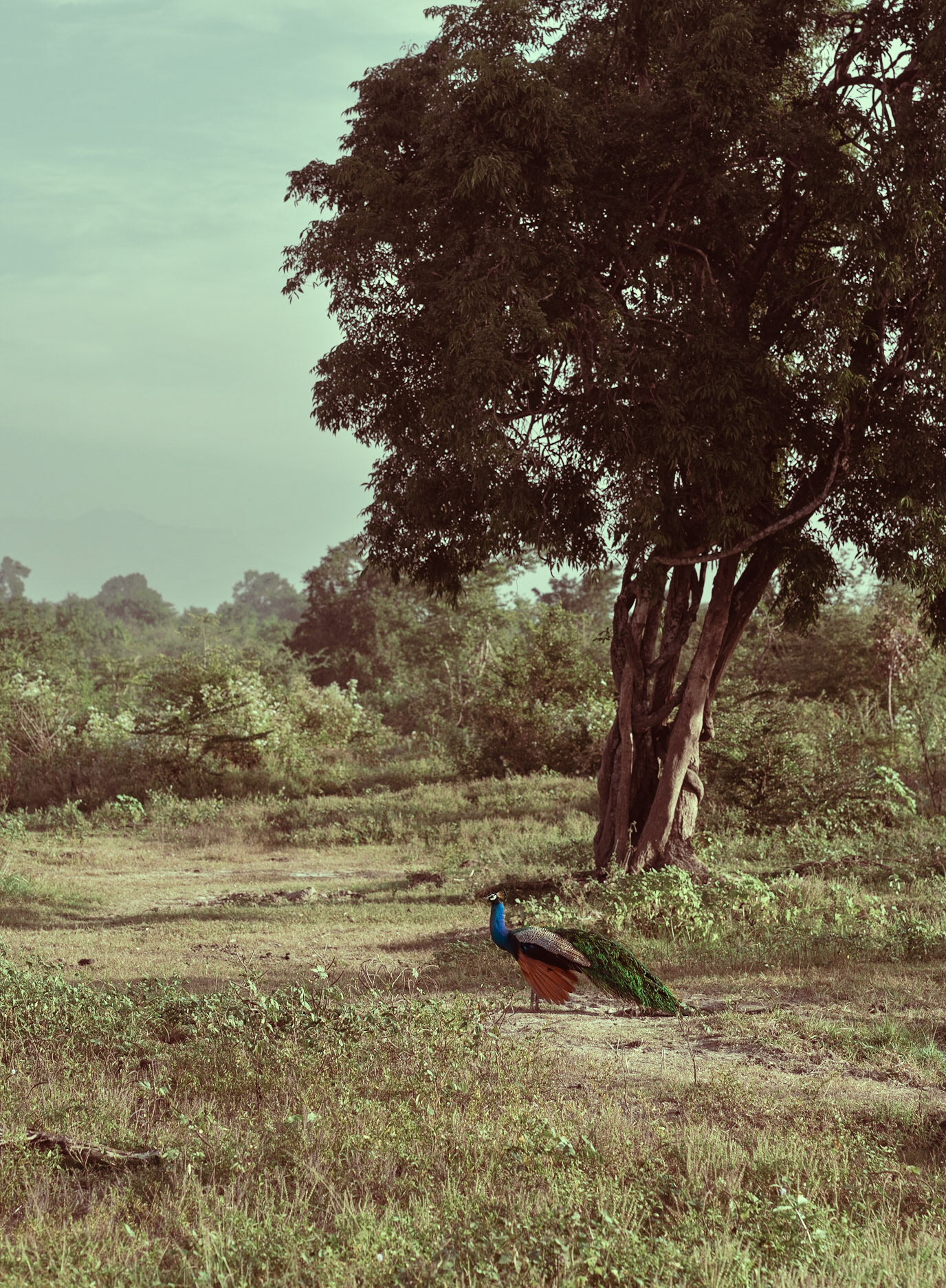 Peacock