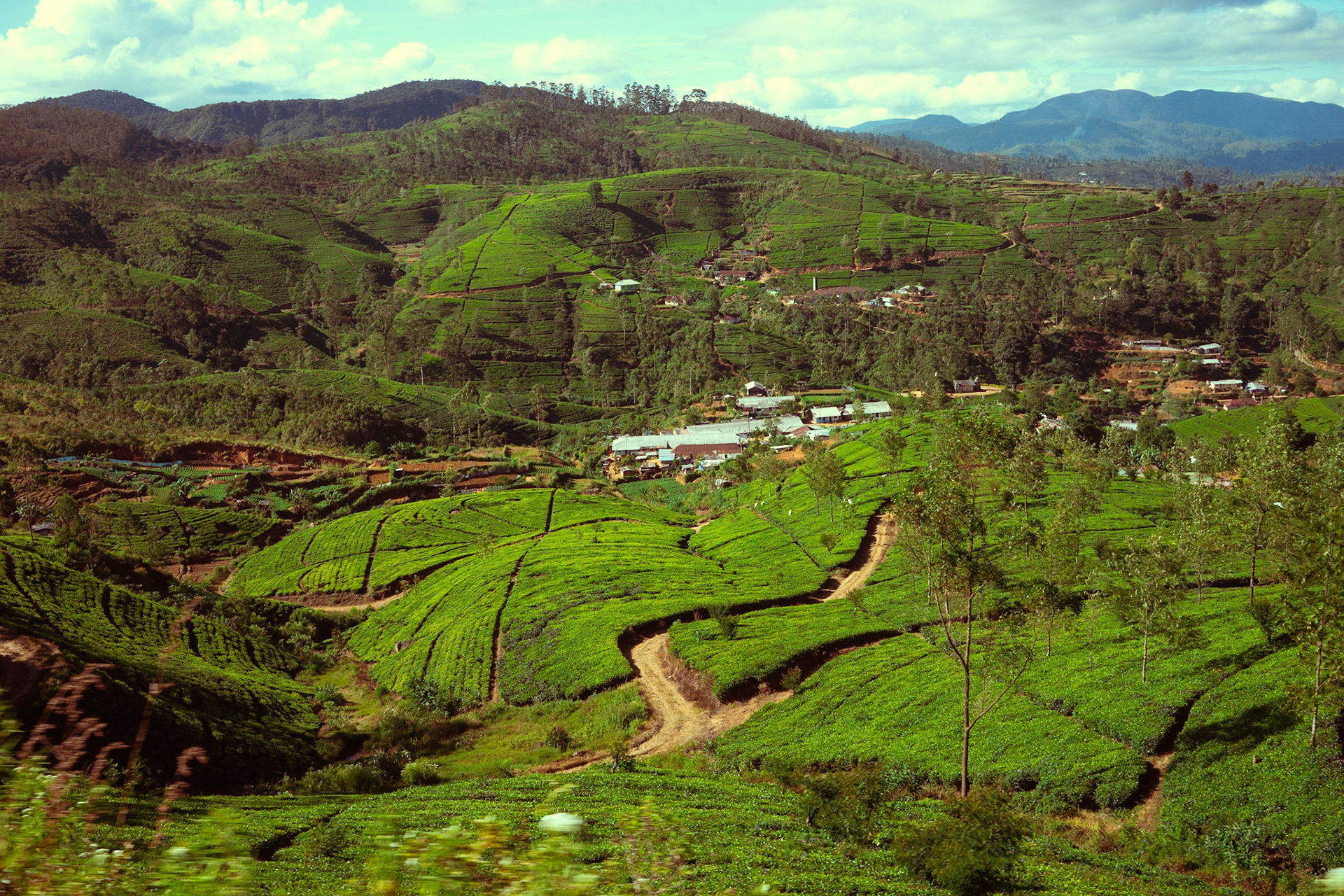 Tea plantations Sir Lanka