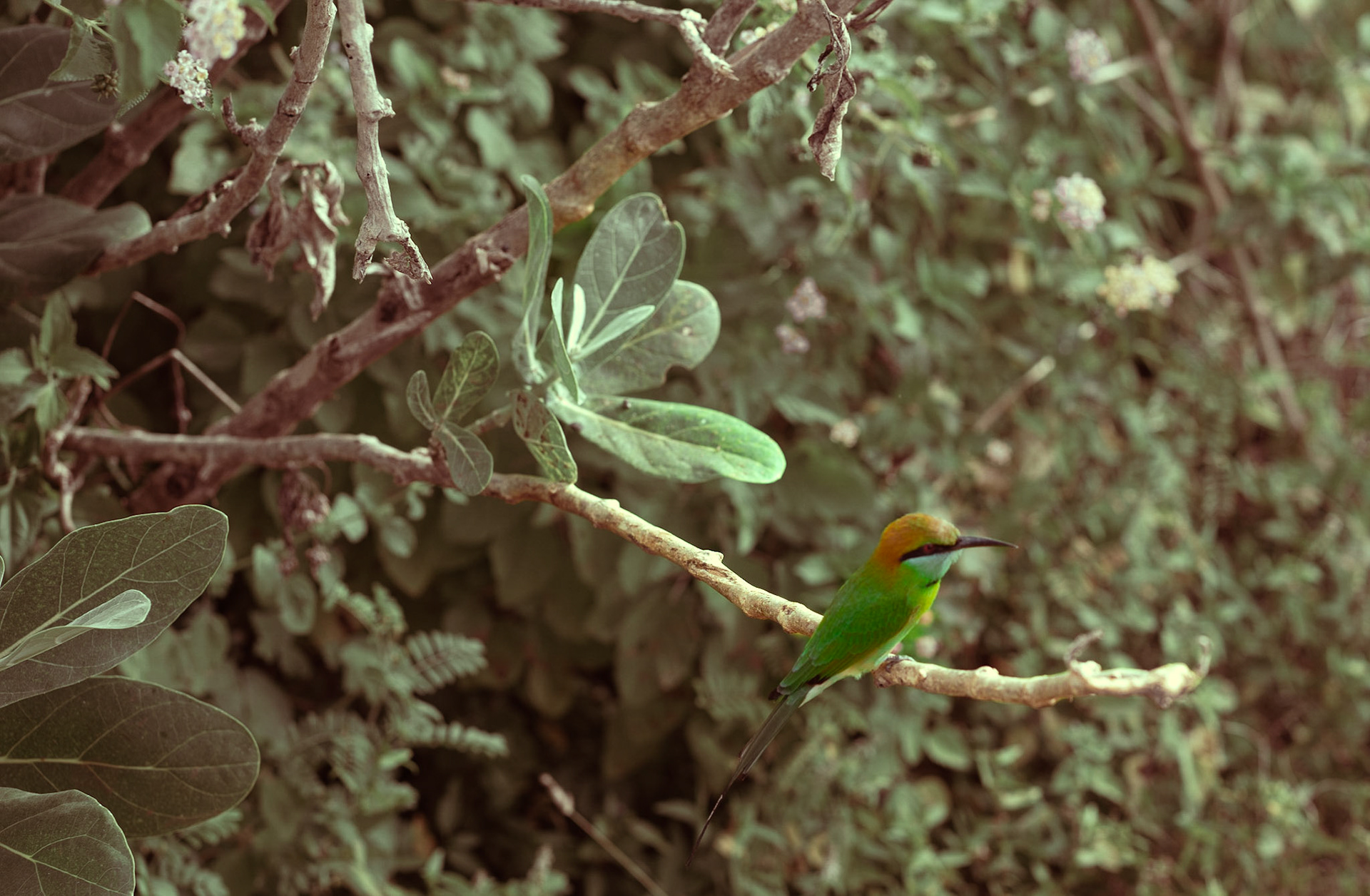Bee Eater