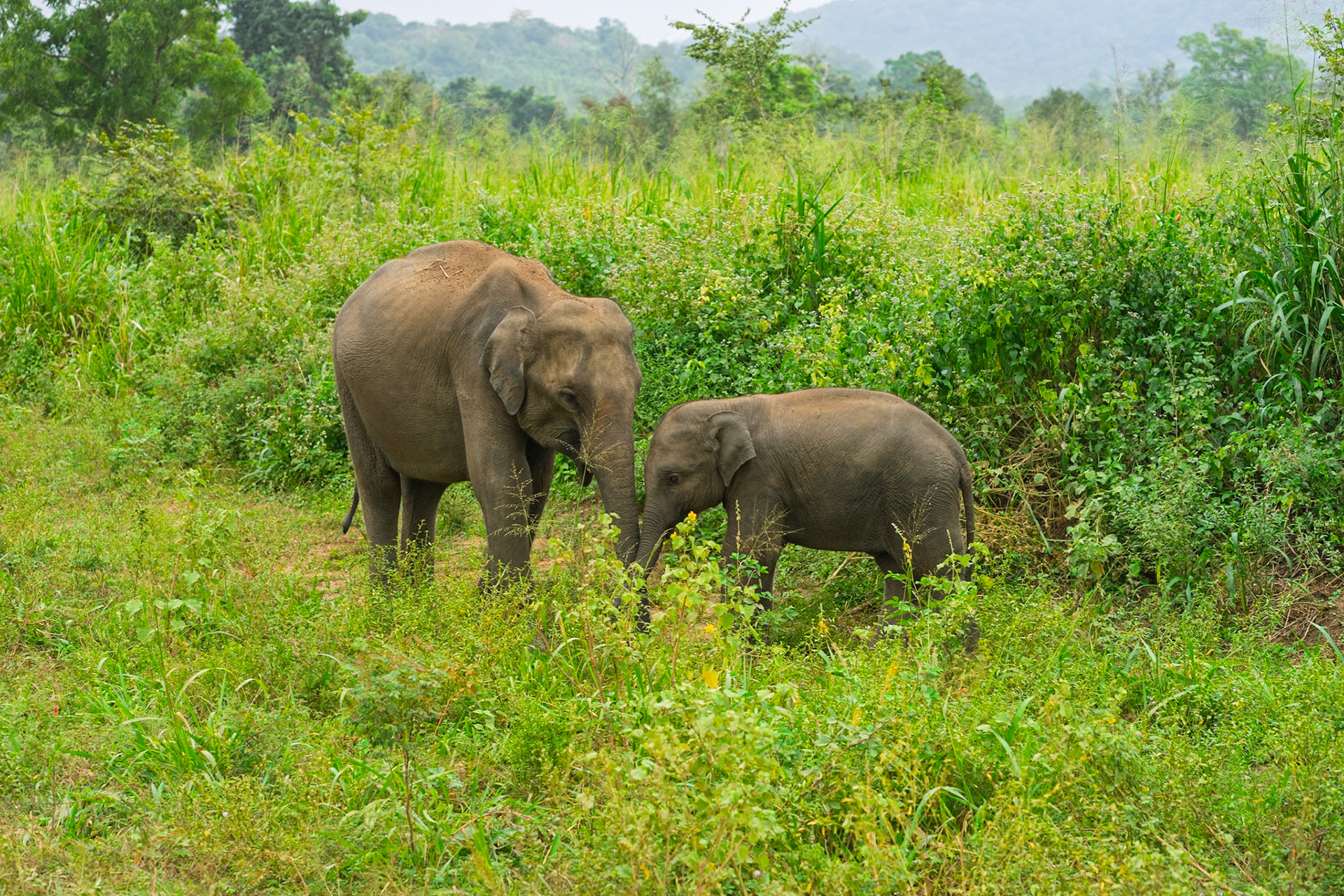 Baby elephant