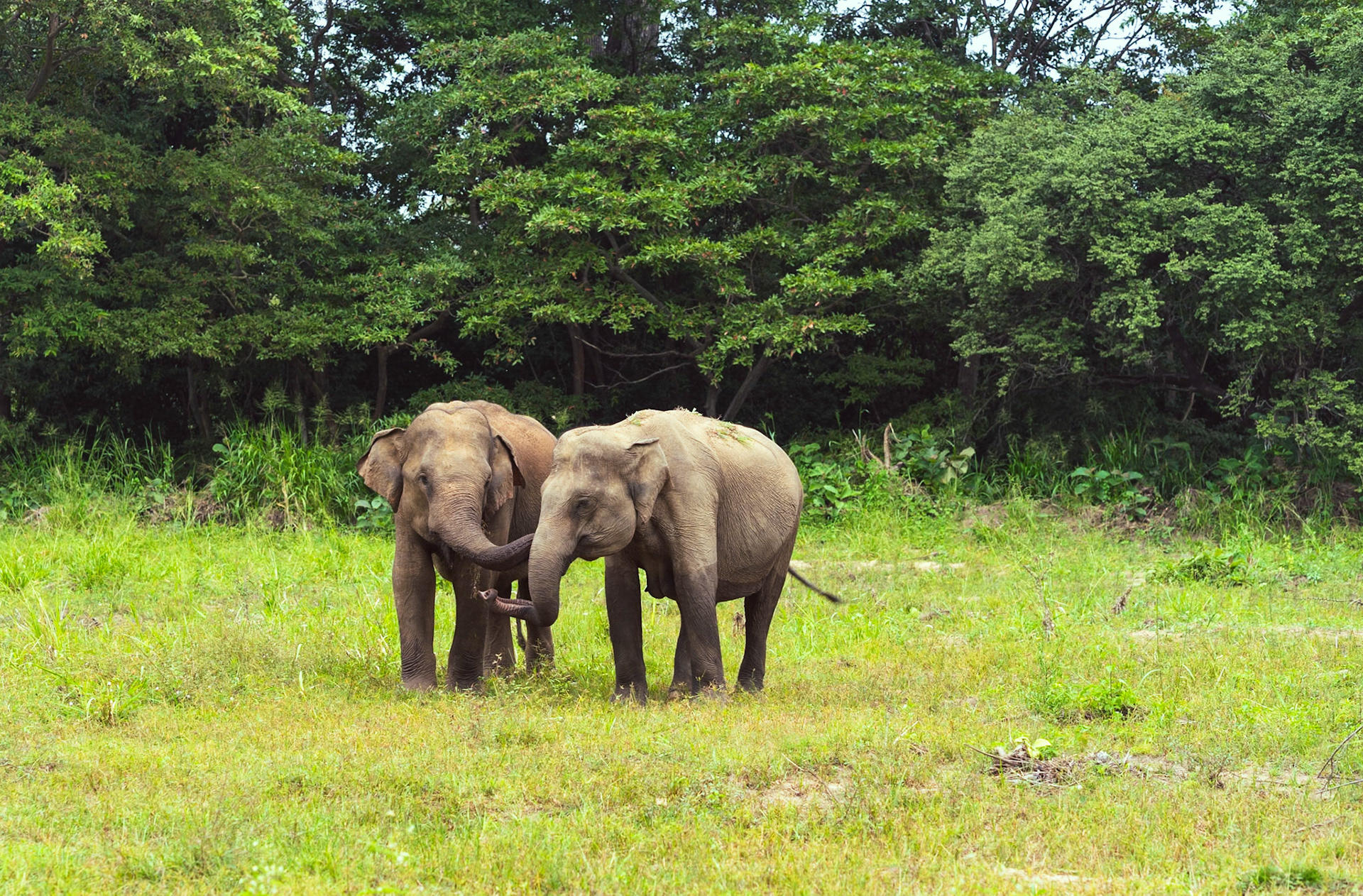 Two elephants