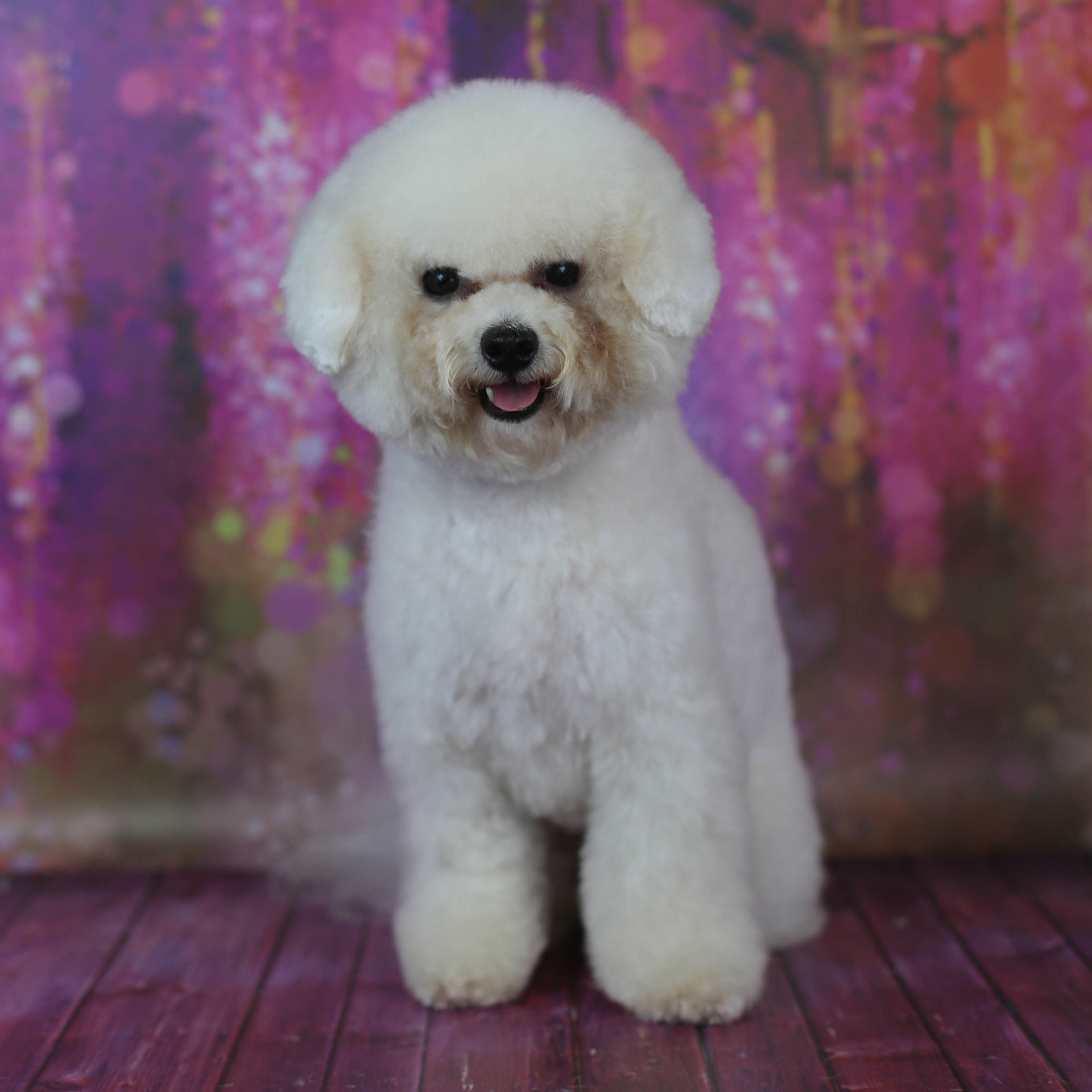 Bichon Frise