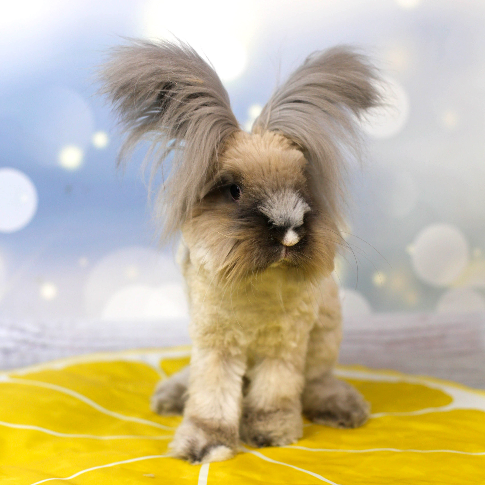 angora angielska