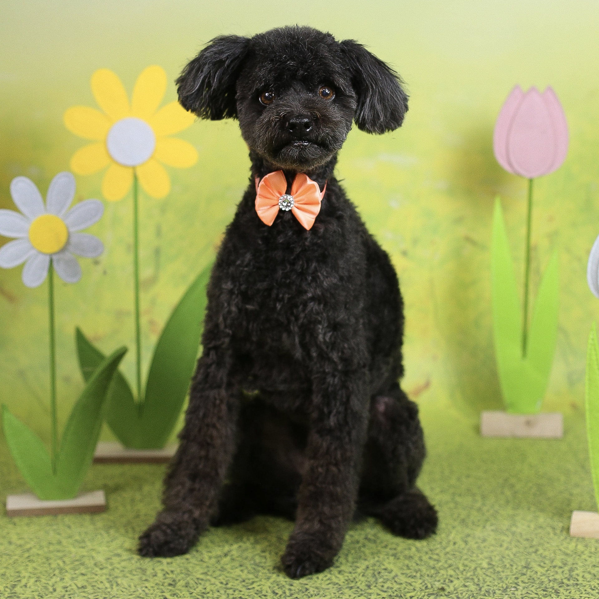 Iga, pudelek, 15 lat :-)